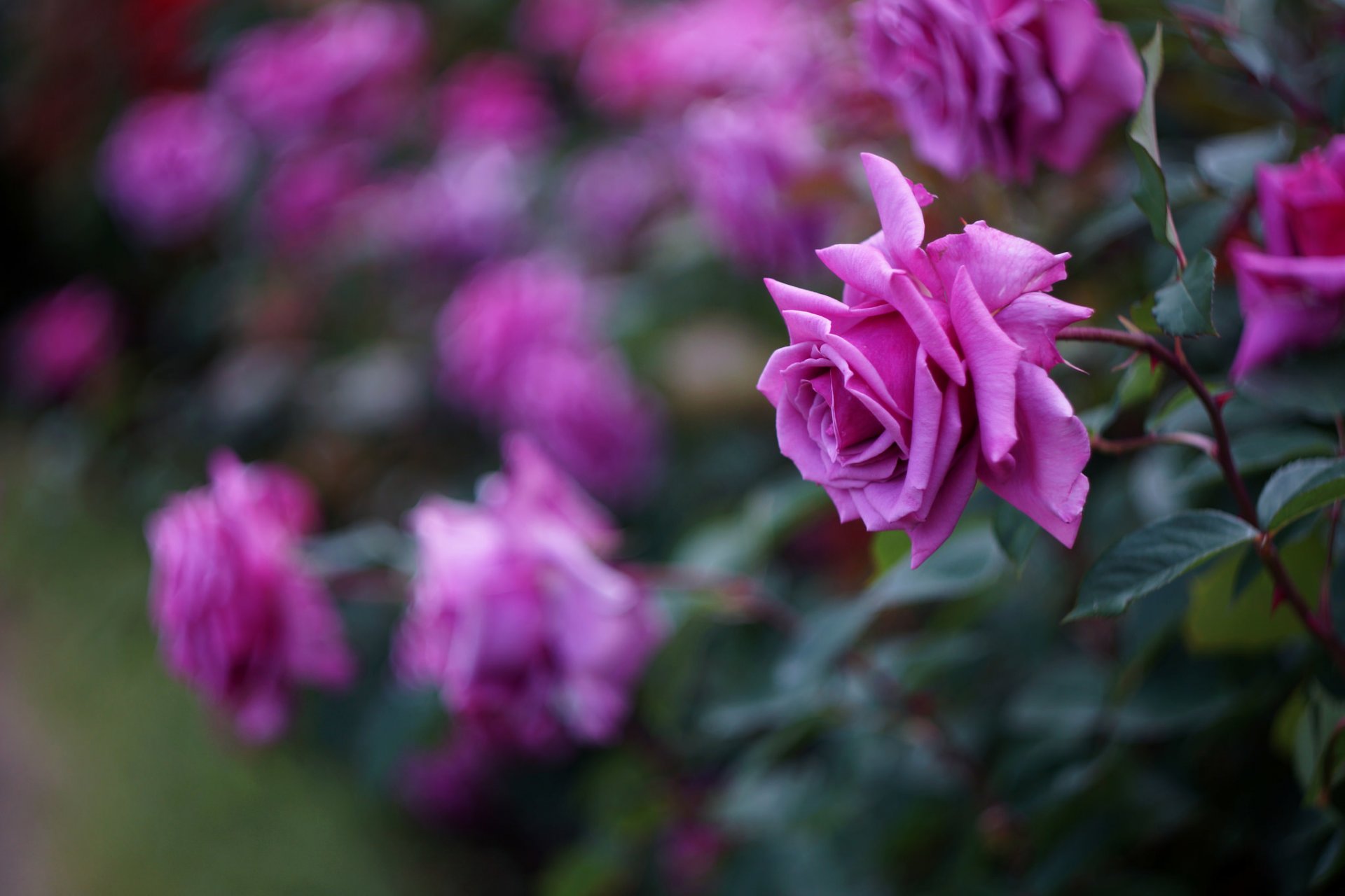 roses pourpre fleurs pétales buisson gros plan flou