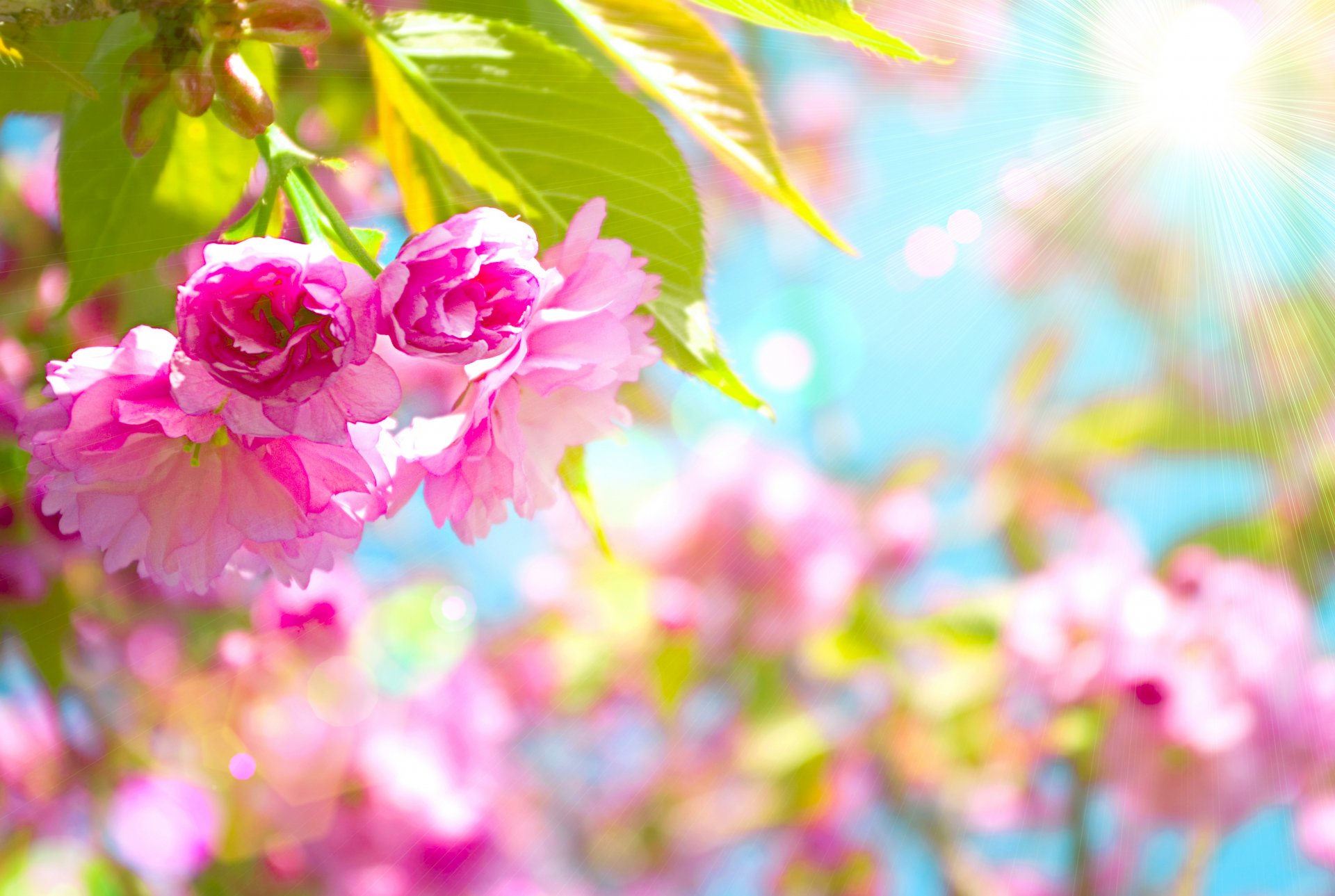 pink cherry flower flowers beautiful blooming