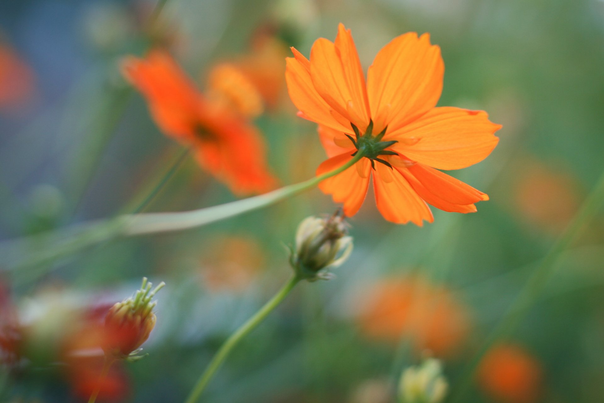 fiori arancione fiore cosmea sfondo