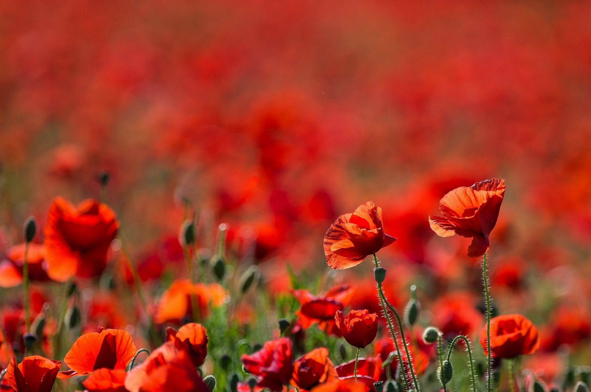 feld mohnblumen rot