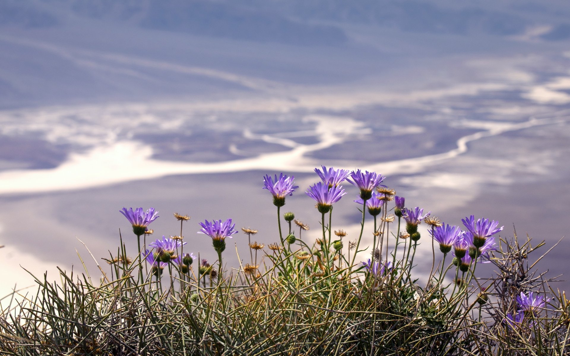 fleurs nature fond