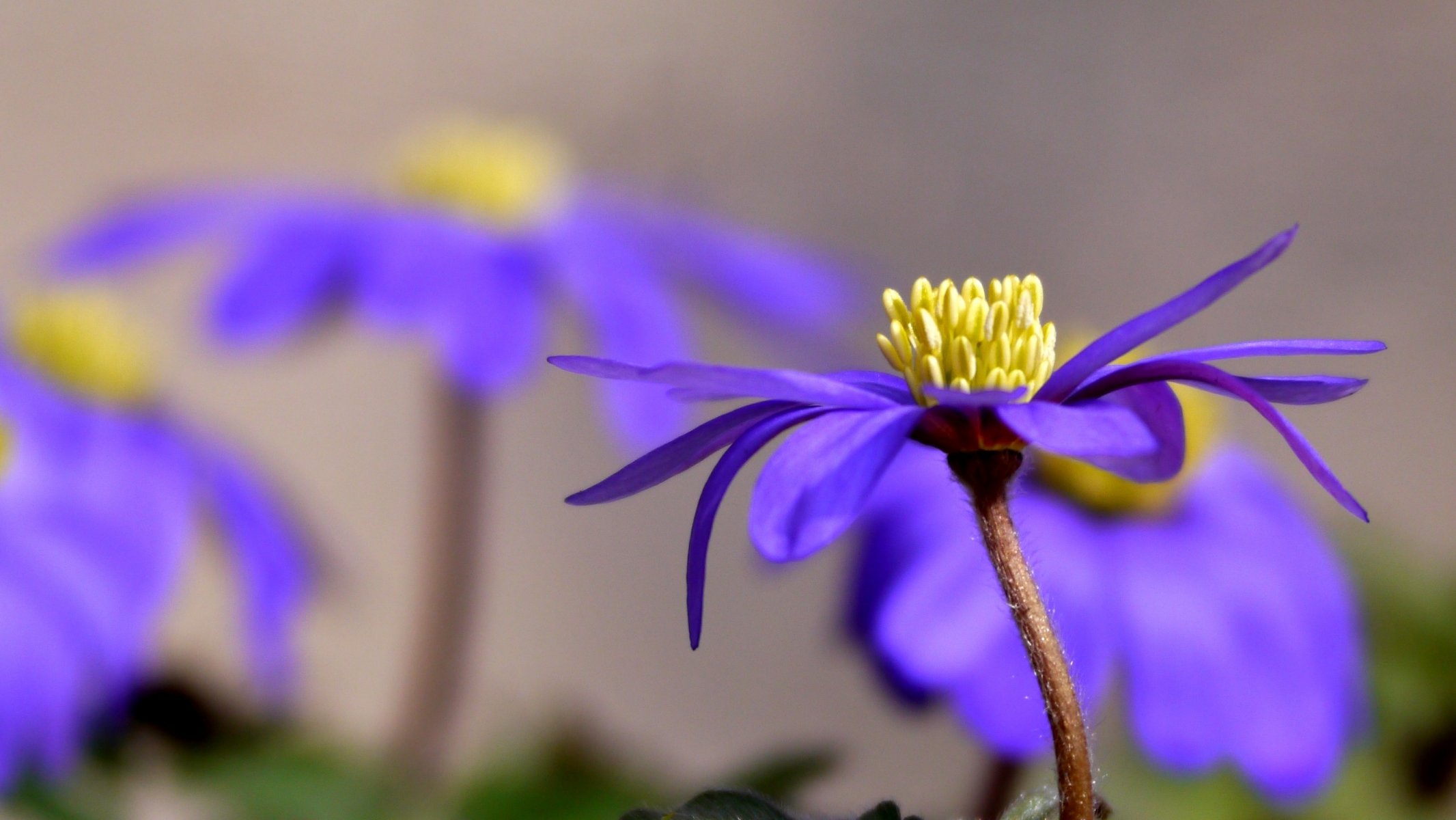 anemone flower purple petals solar