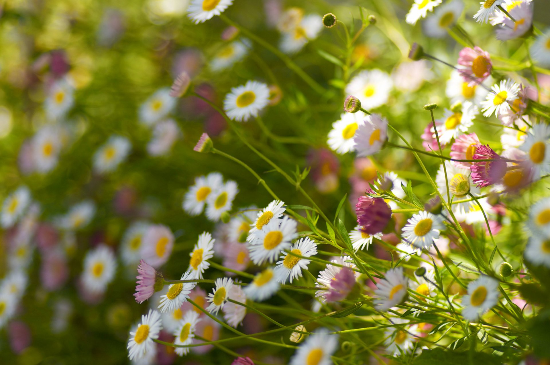 gänseblümchen blütenblätter stiele feld bokeh winkel