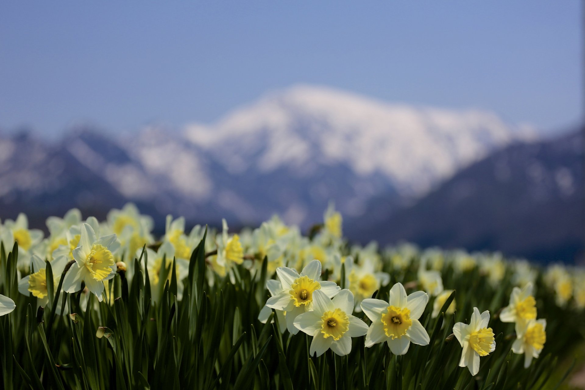 narzissen fokus blumen berge unschärfe natur frühling