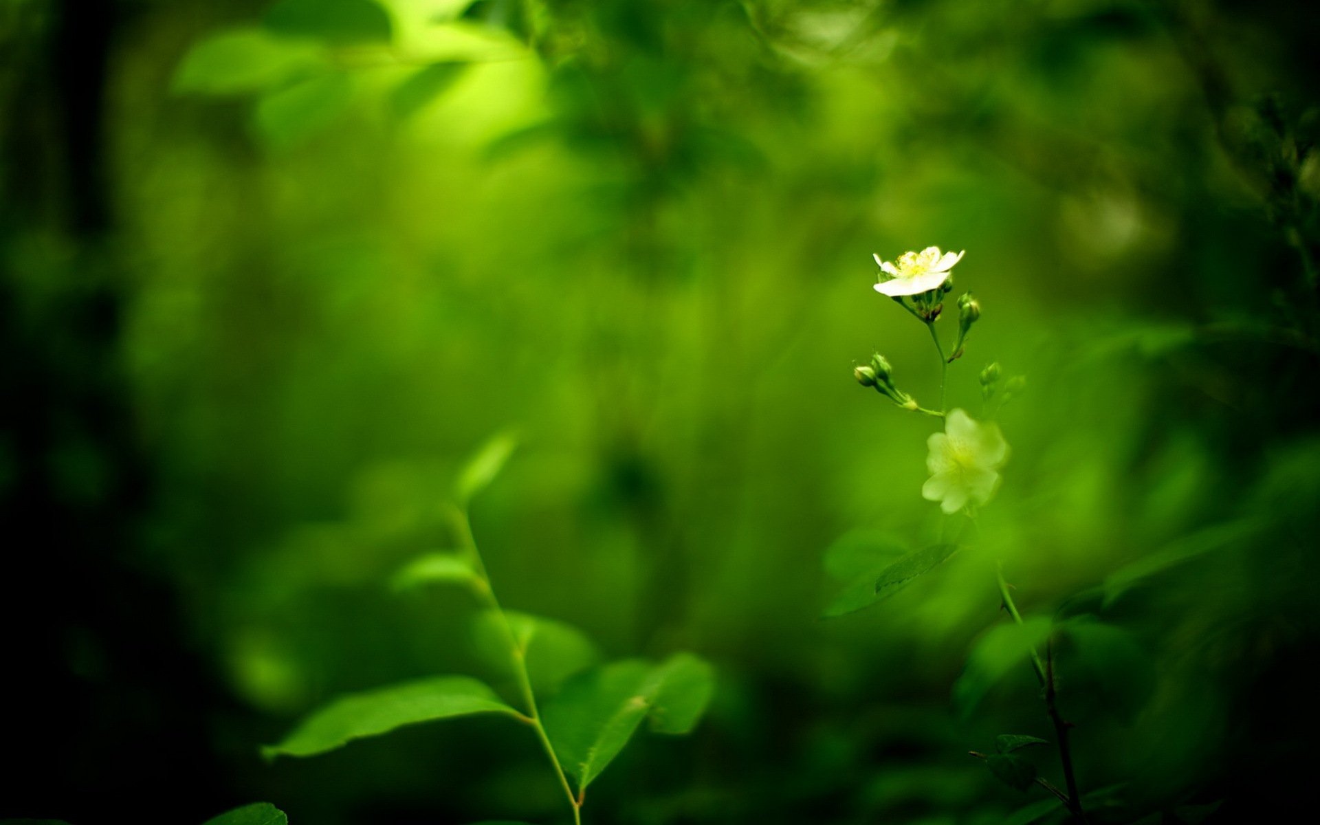 flor blanco verde desenfoque