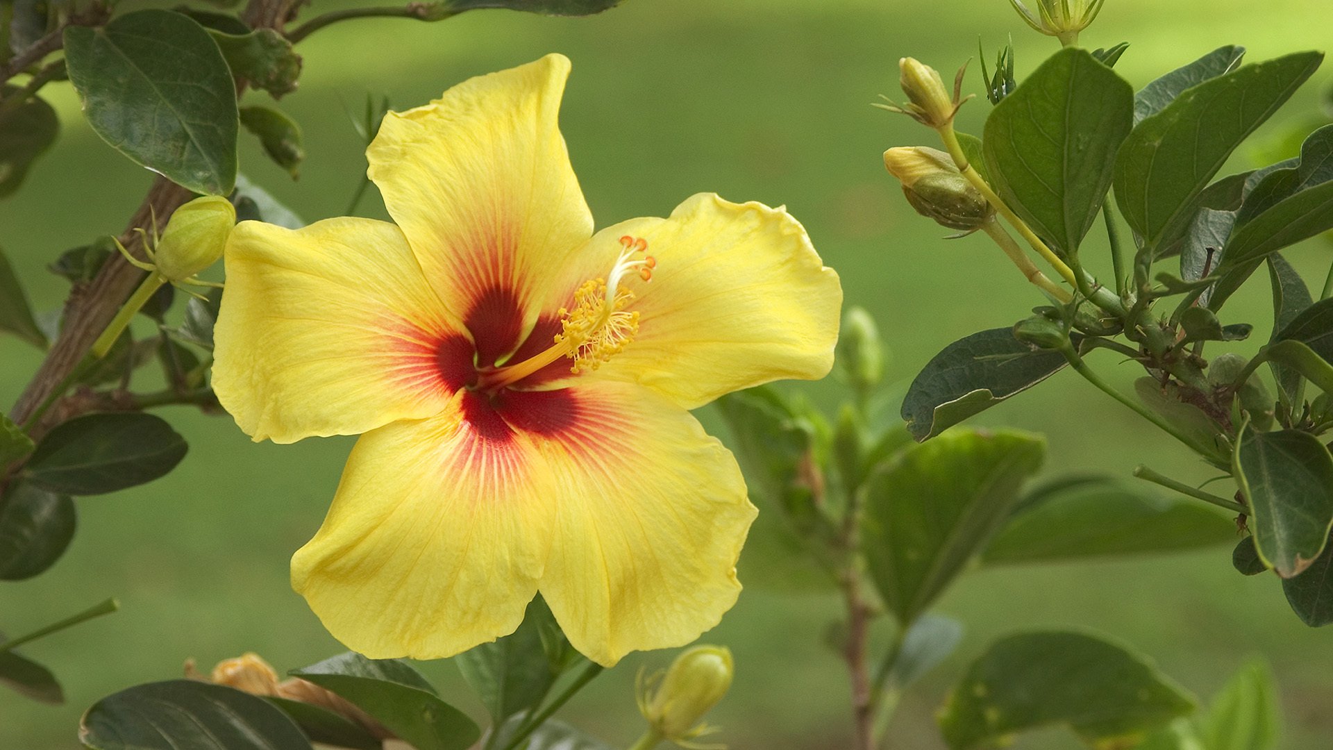 hibiscus bourgeons feuilles