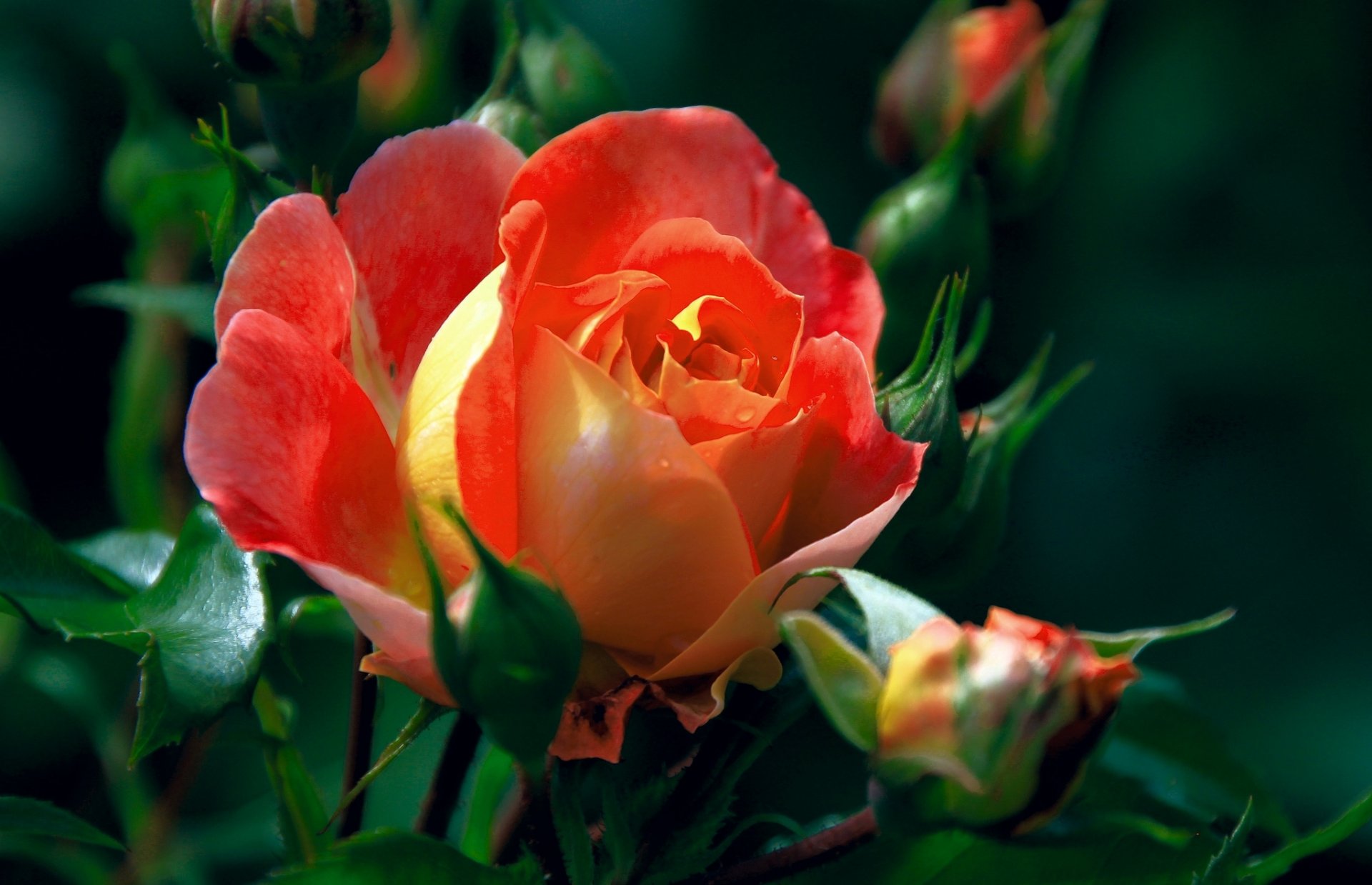 rosa brotes macro