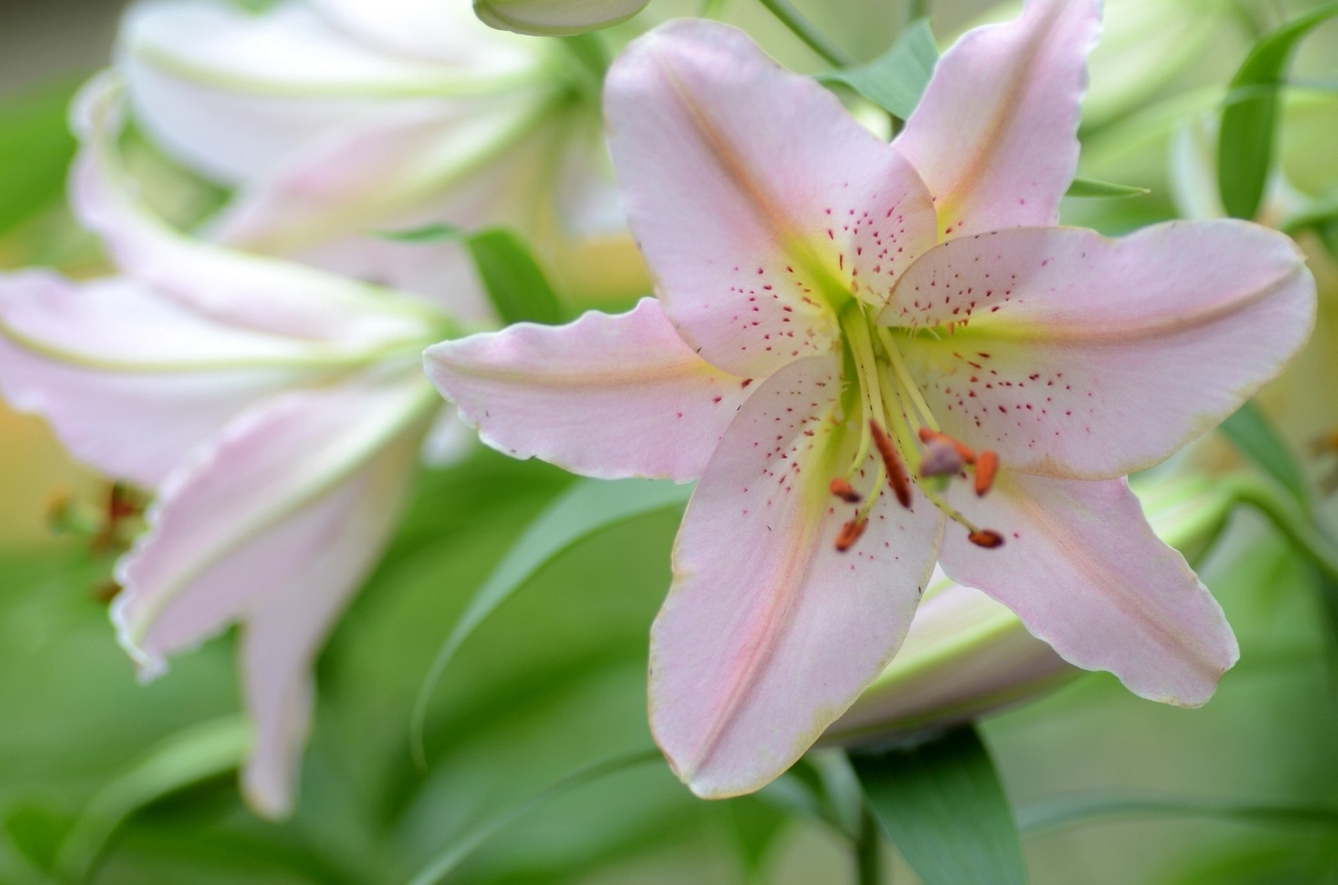 gigli petali macro