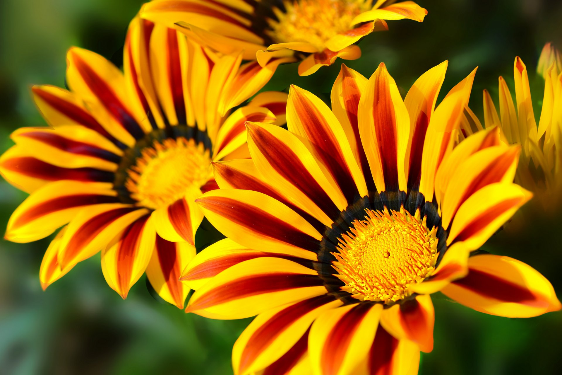 gazania macro petali