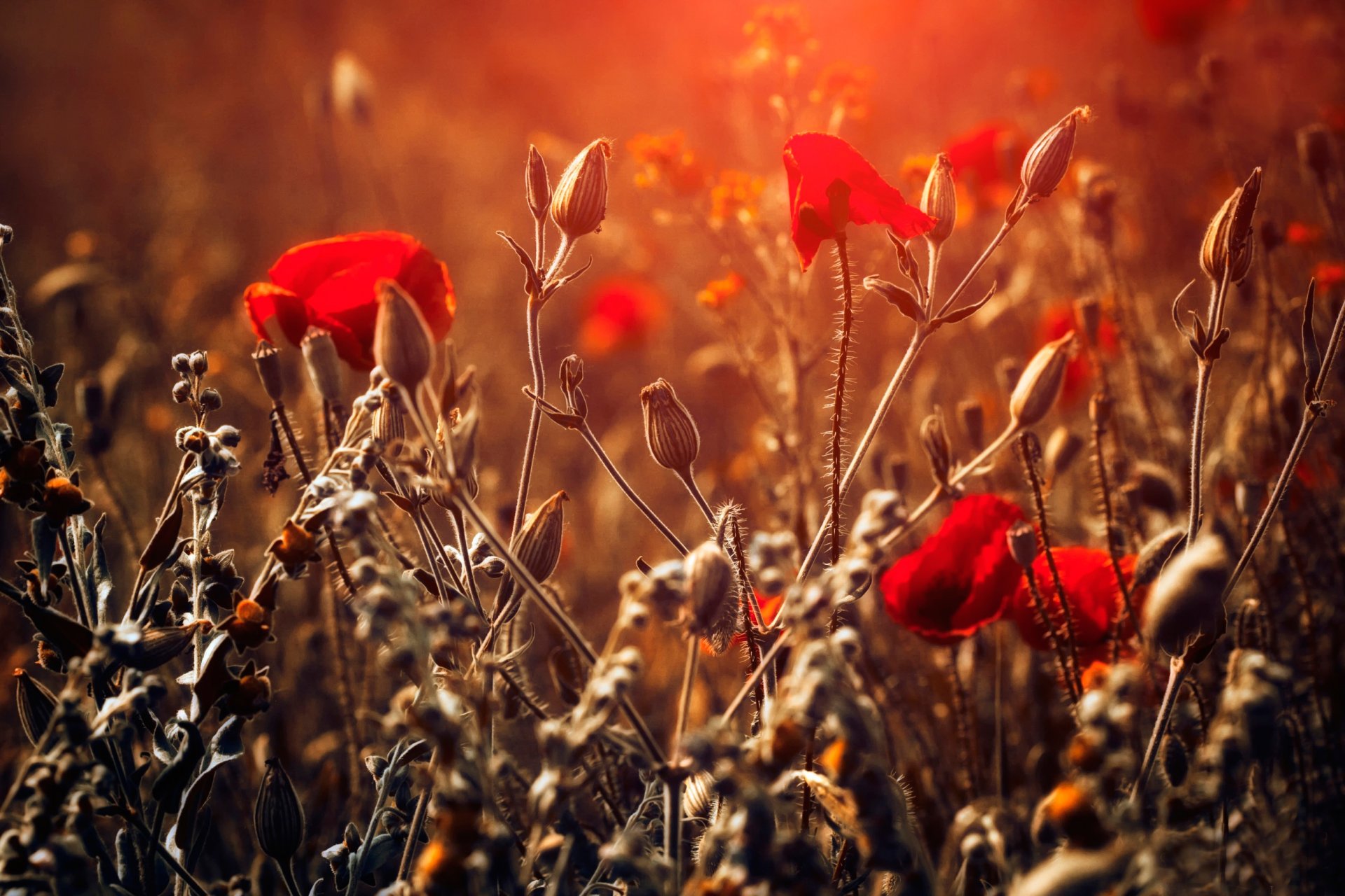 poppies close up bokeh