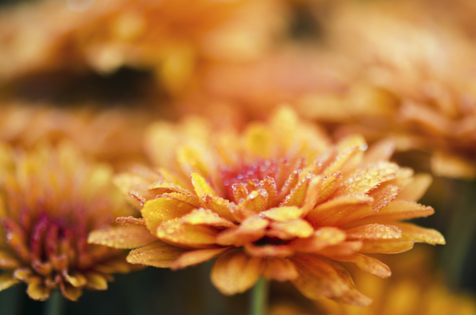 blumen chrysanthemen makro tau tropfen wasser