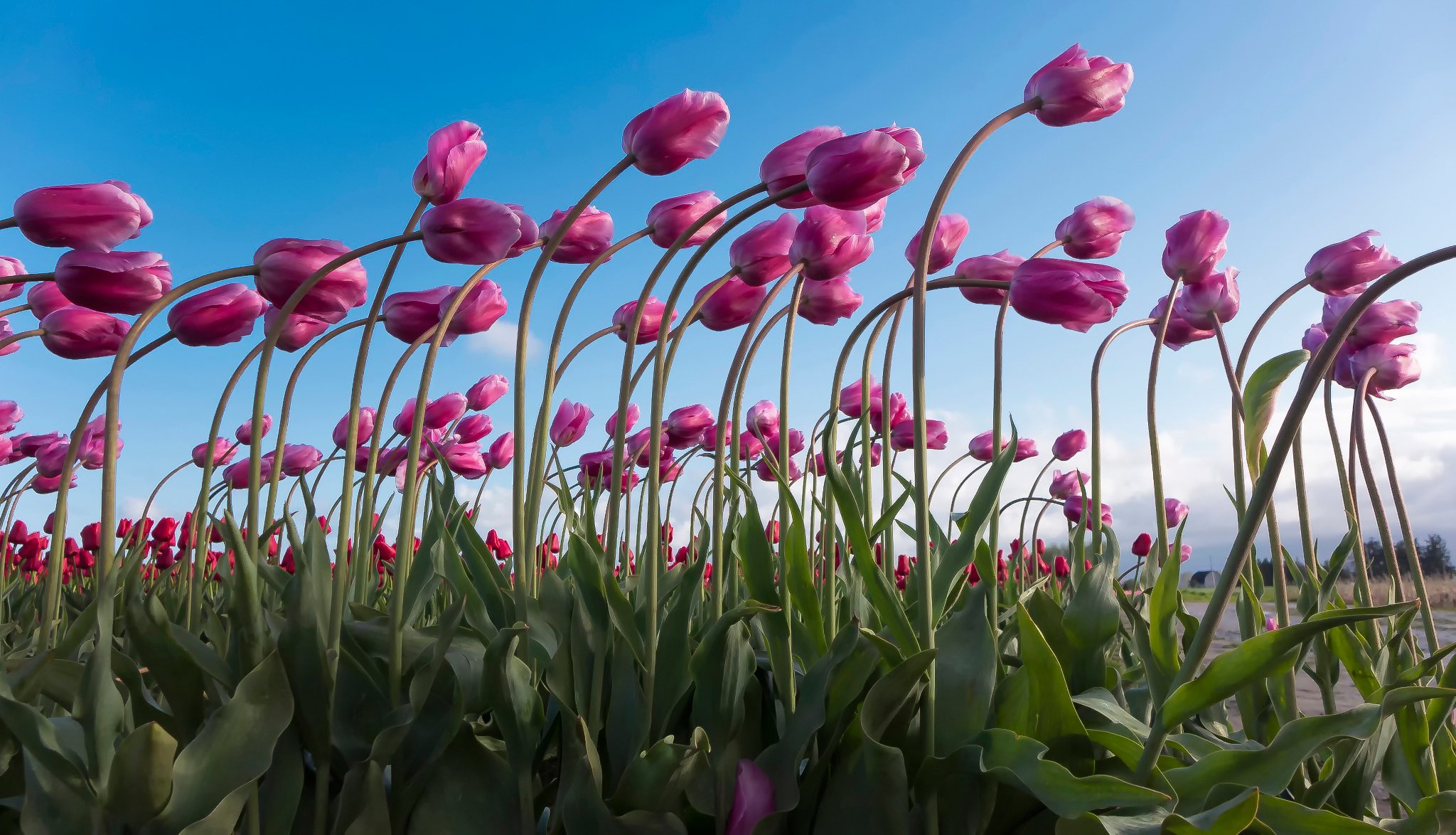 tulips tilt many