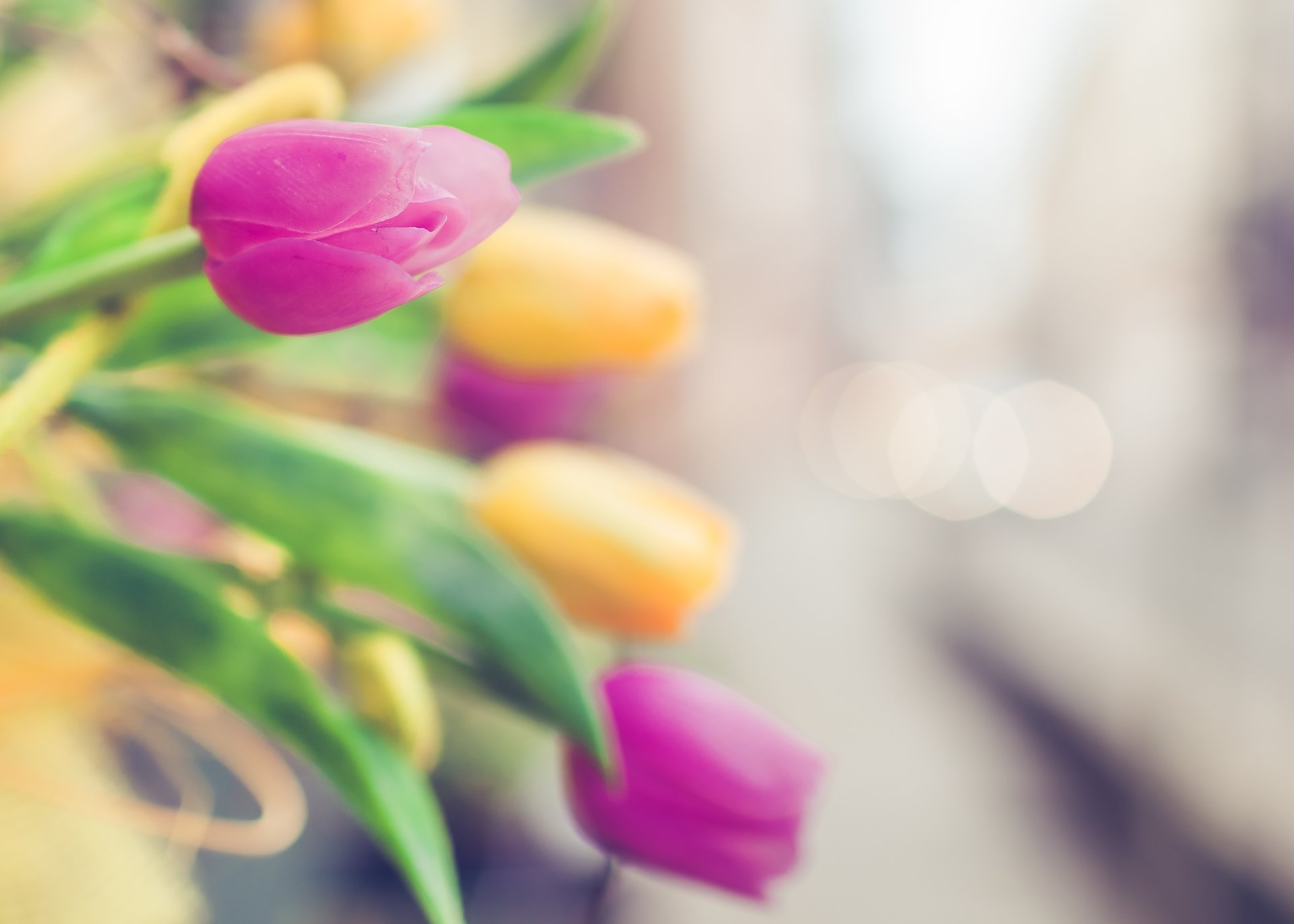 tulips pink yellow bokeh focus blur