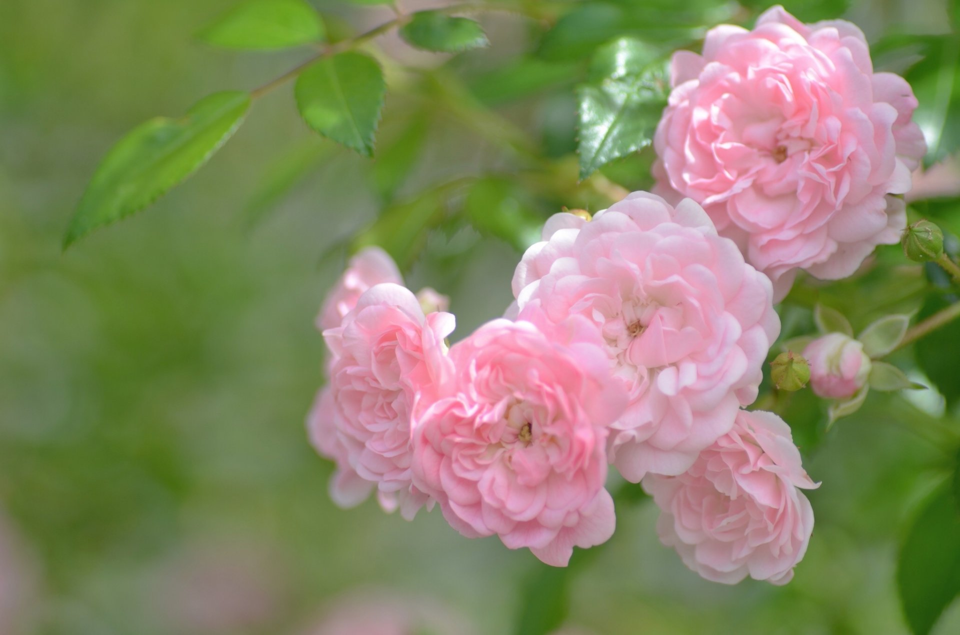 roses branch close up