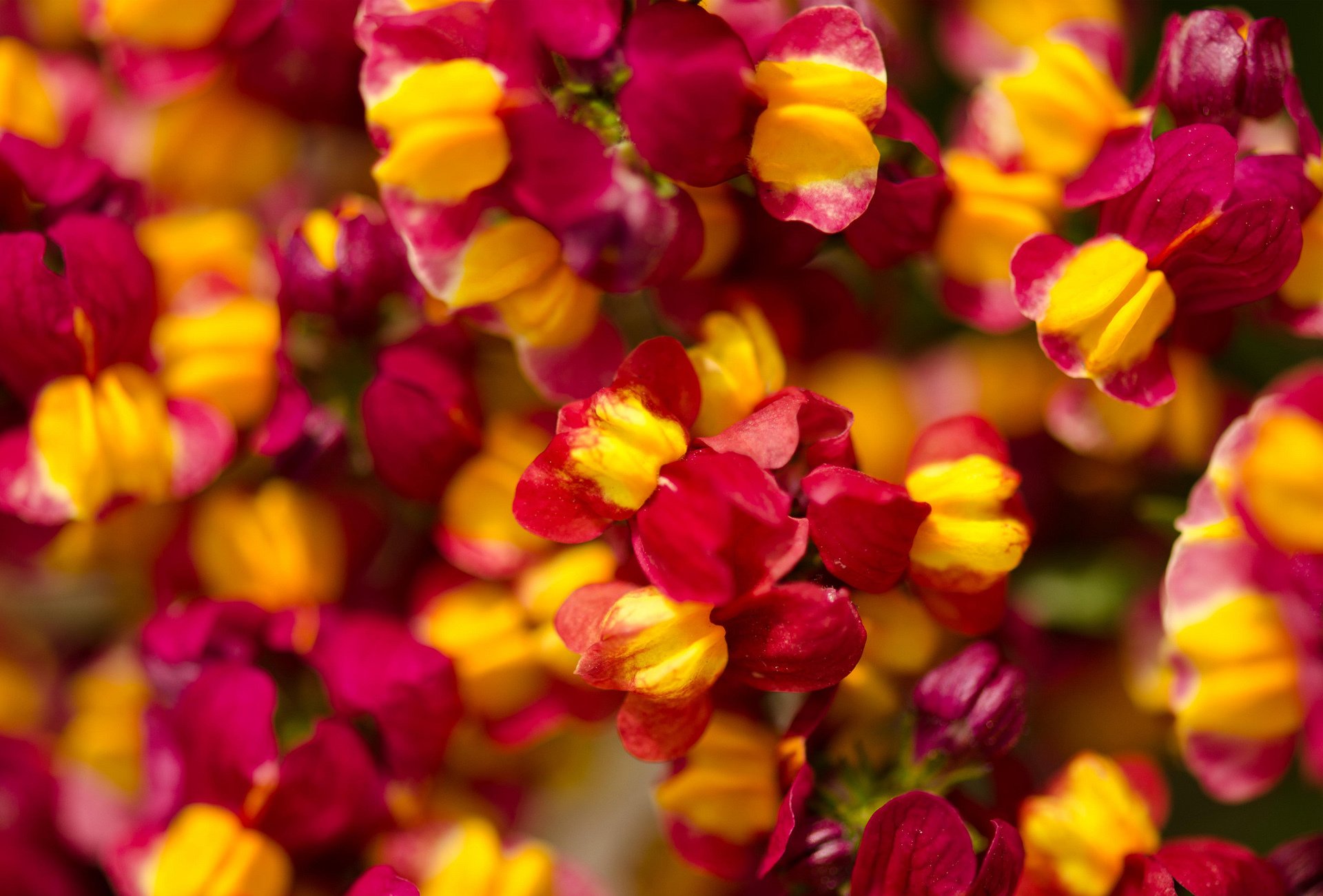 flores pequeño brillante naturaleza mucho