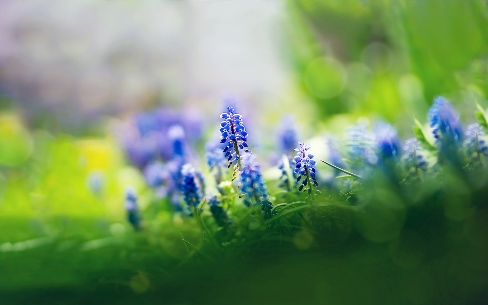 muscari fleurs bleu mise au point herbe