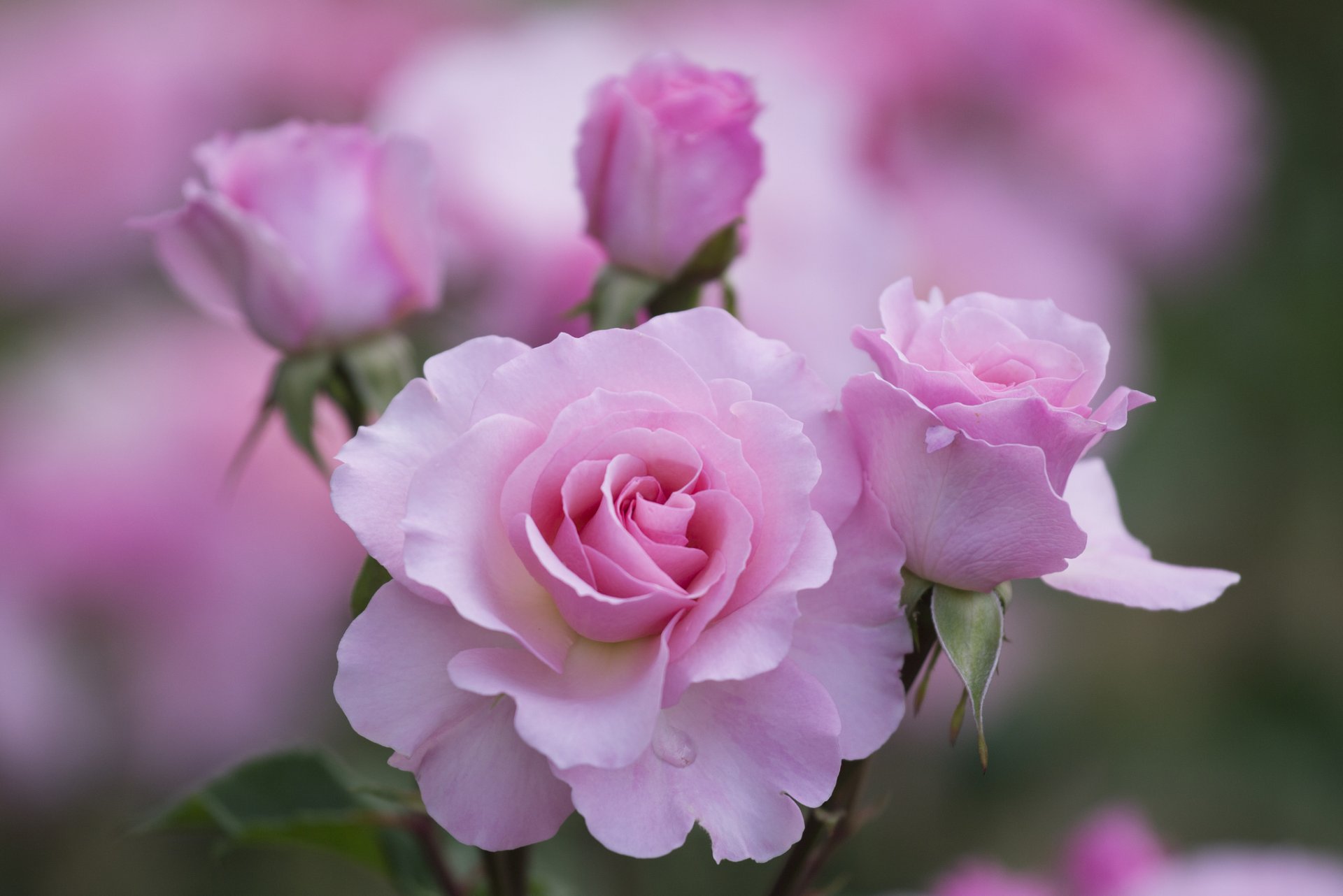 rosen rosa blütenblätter blumen makro fokus