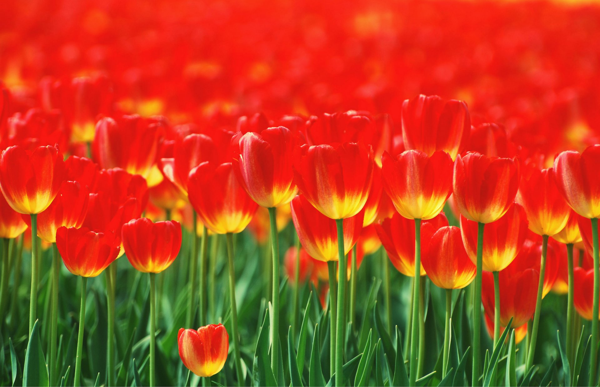 bed flower red tulip