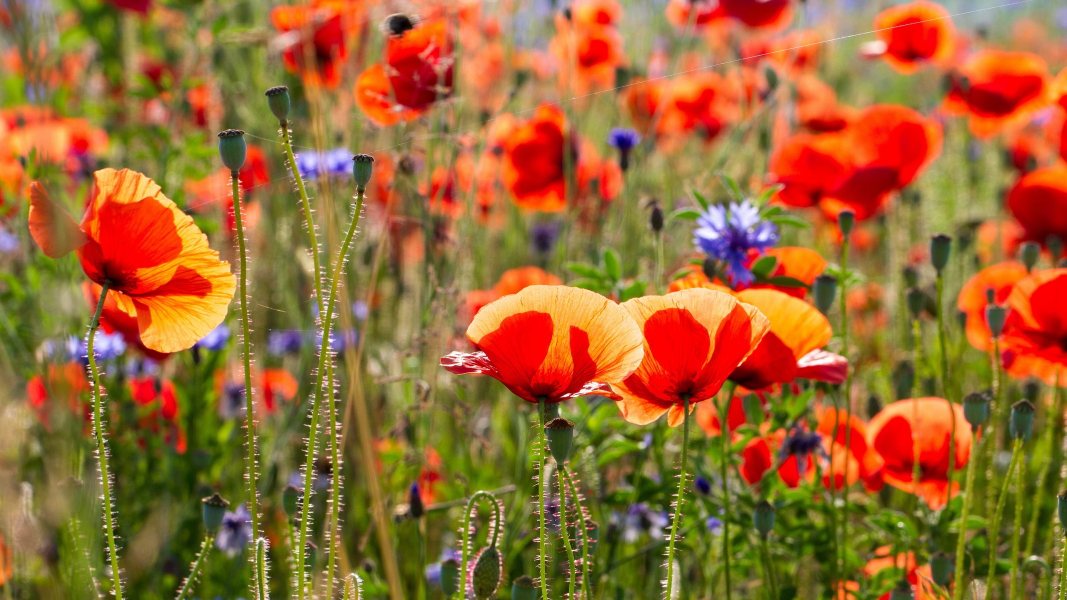 flores amapolas verano