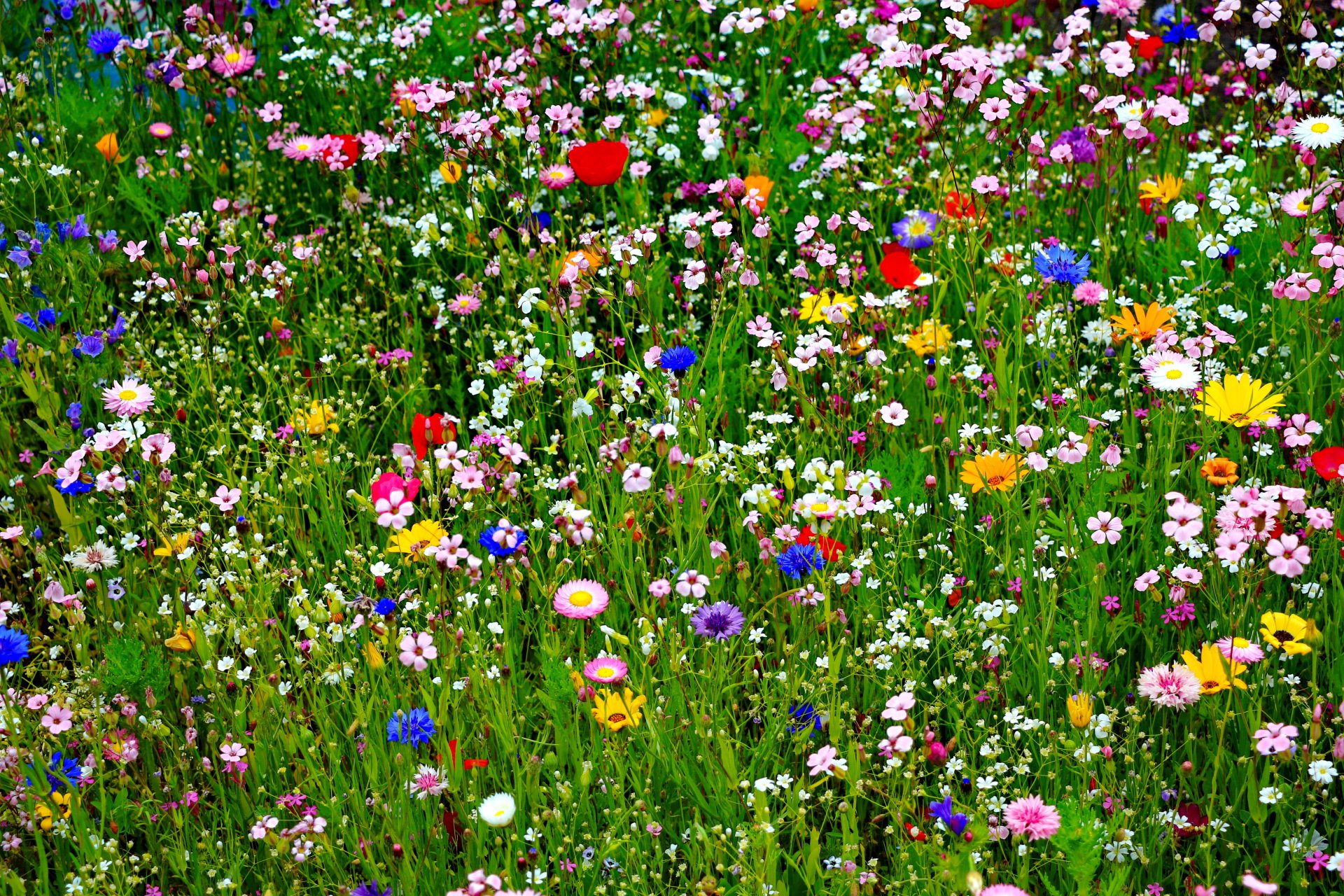 campo prado hierba pétalos verano naturaleza