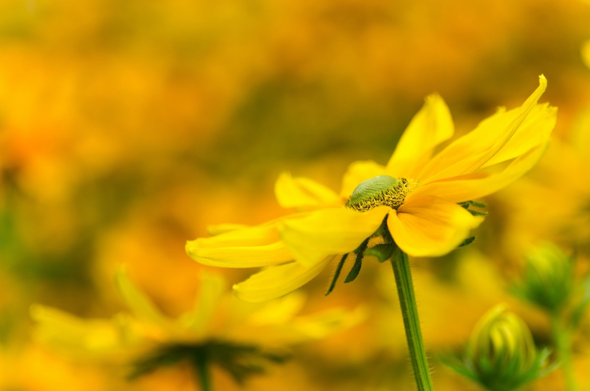 fleurs jaune fleur fond