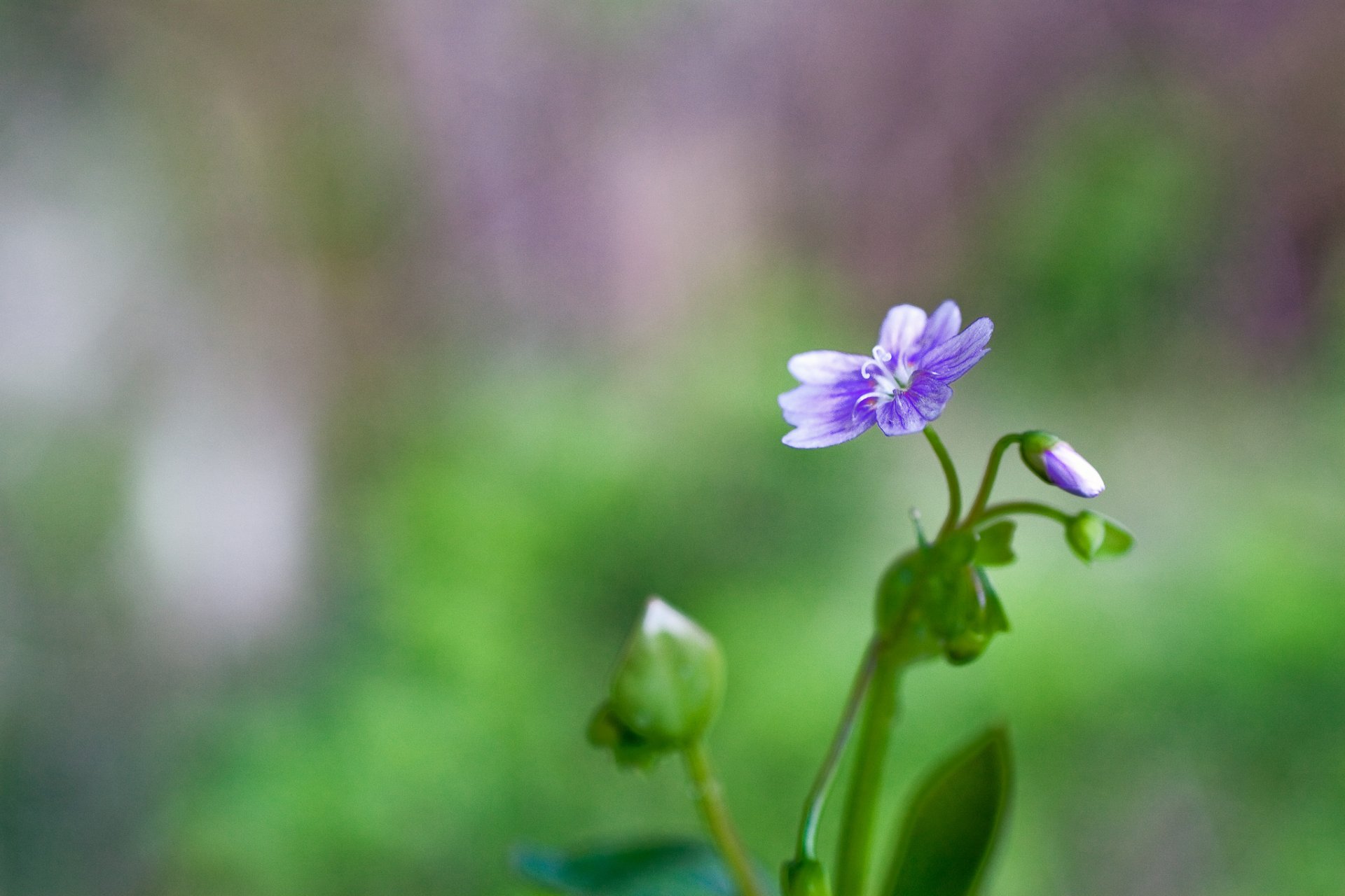 flower purple buds leaves background