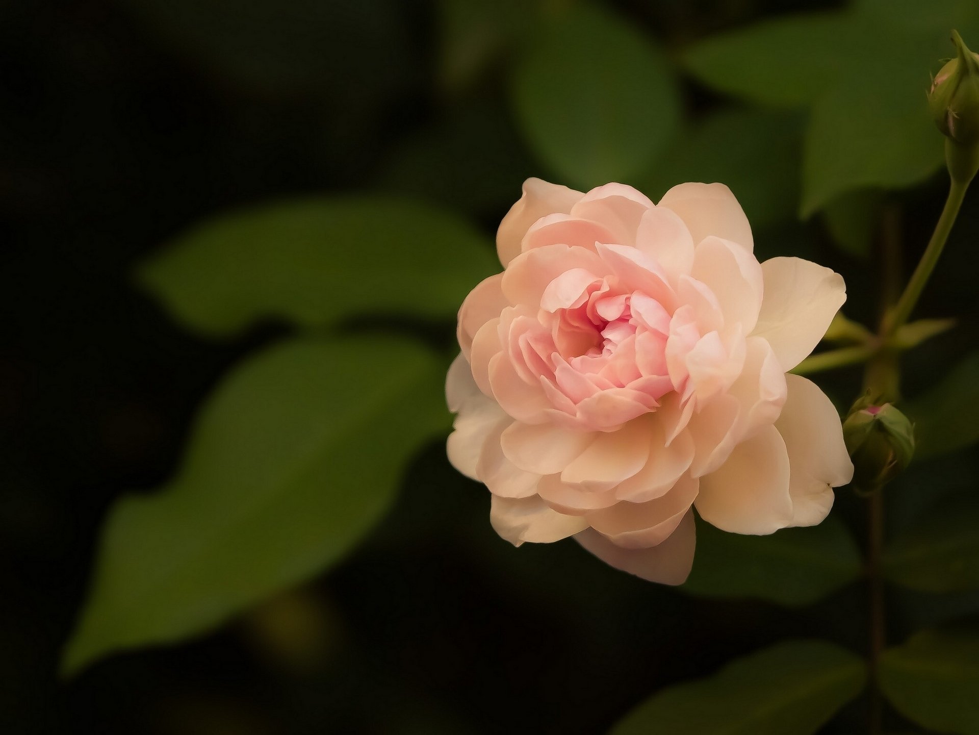 rose makro blütenblätter