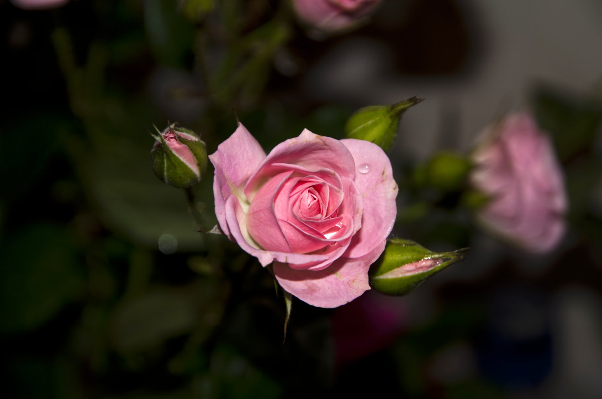 rose blume blütenblätter knospe