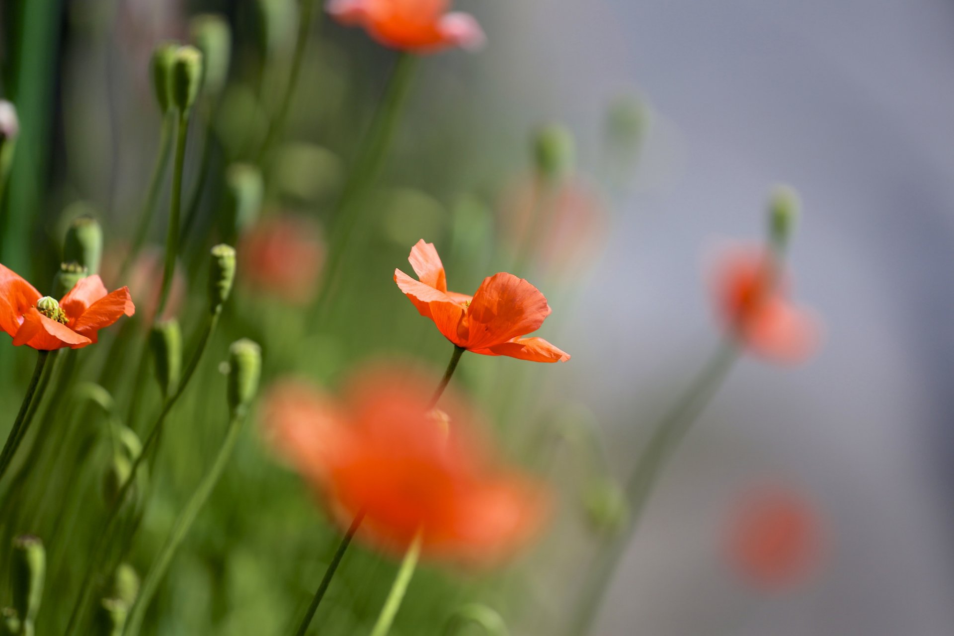 poppies red the field many summer nature focu