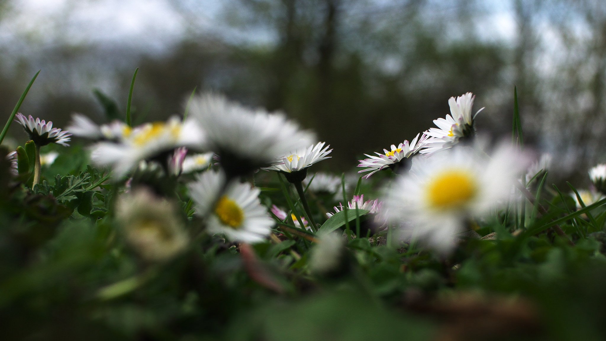 marguerites gros plan flou