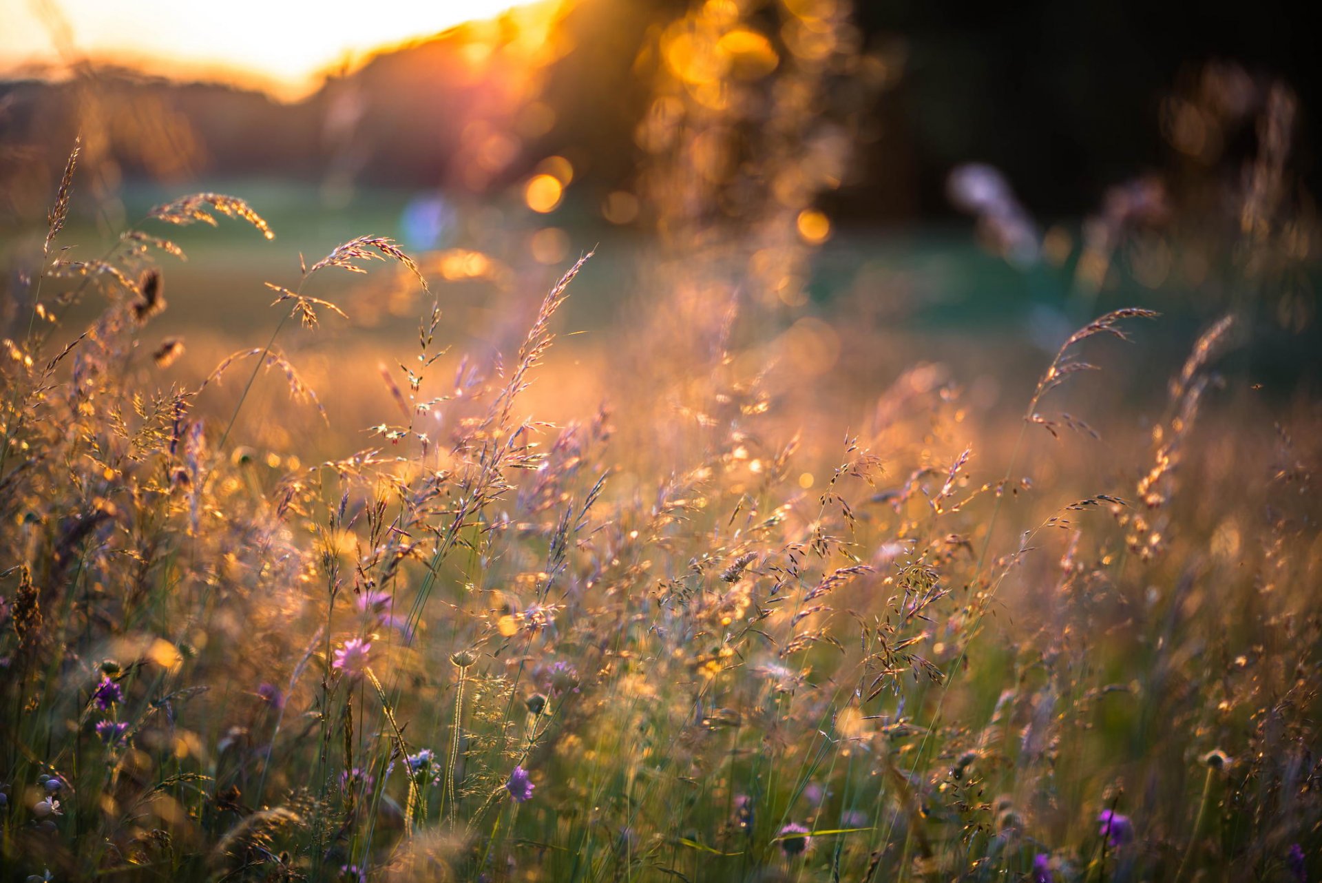 estate fiori erba spighette tramonto