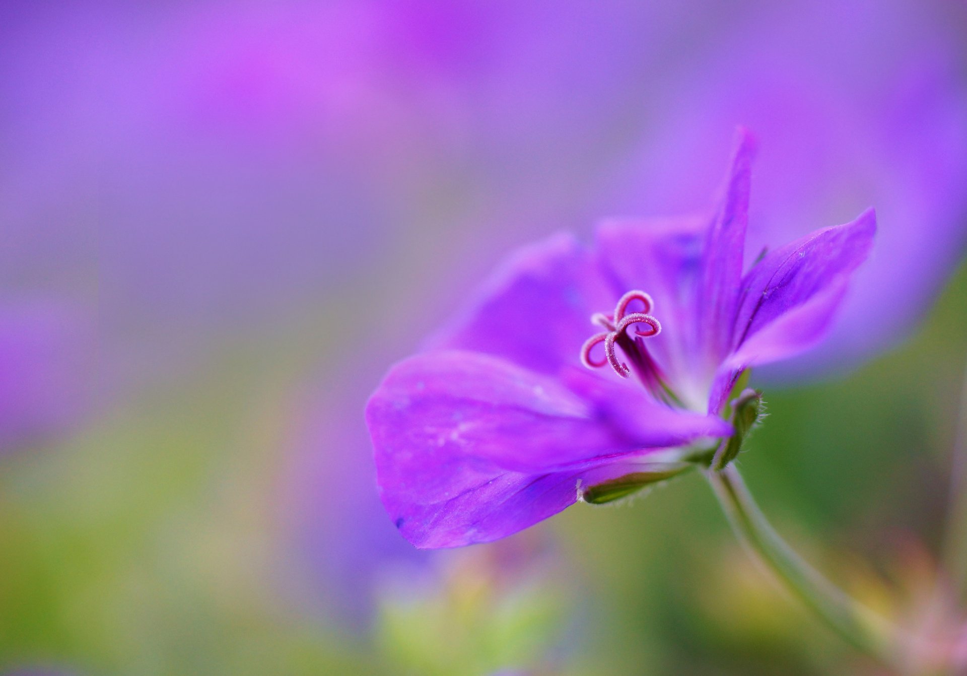 geranio grulla lila flor pétalos macro enfoque