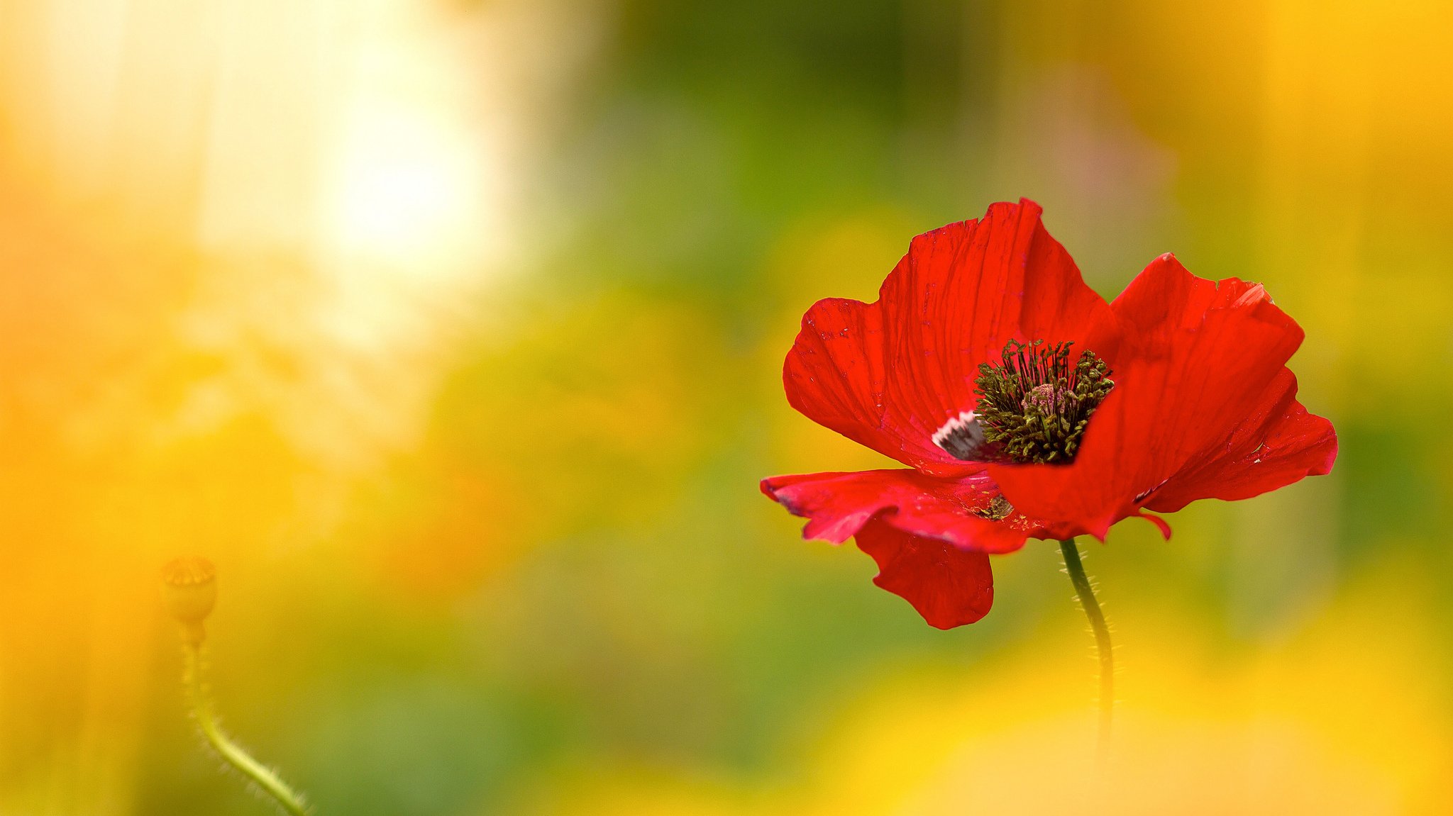 flower red poppy light lighting blur