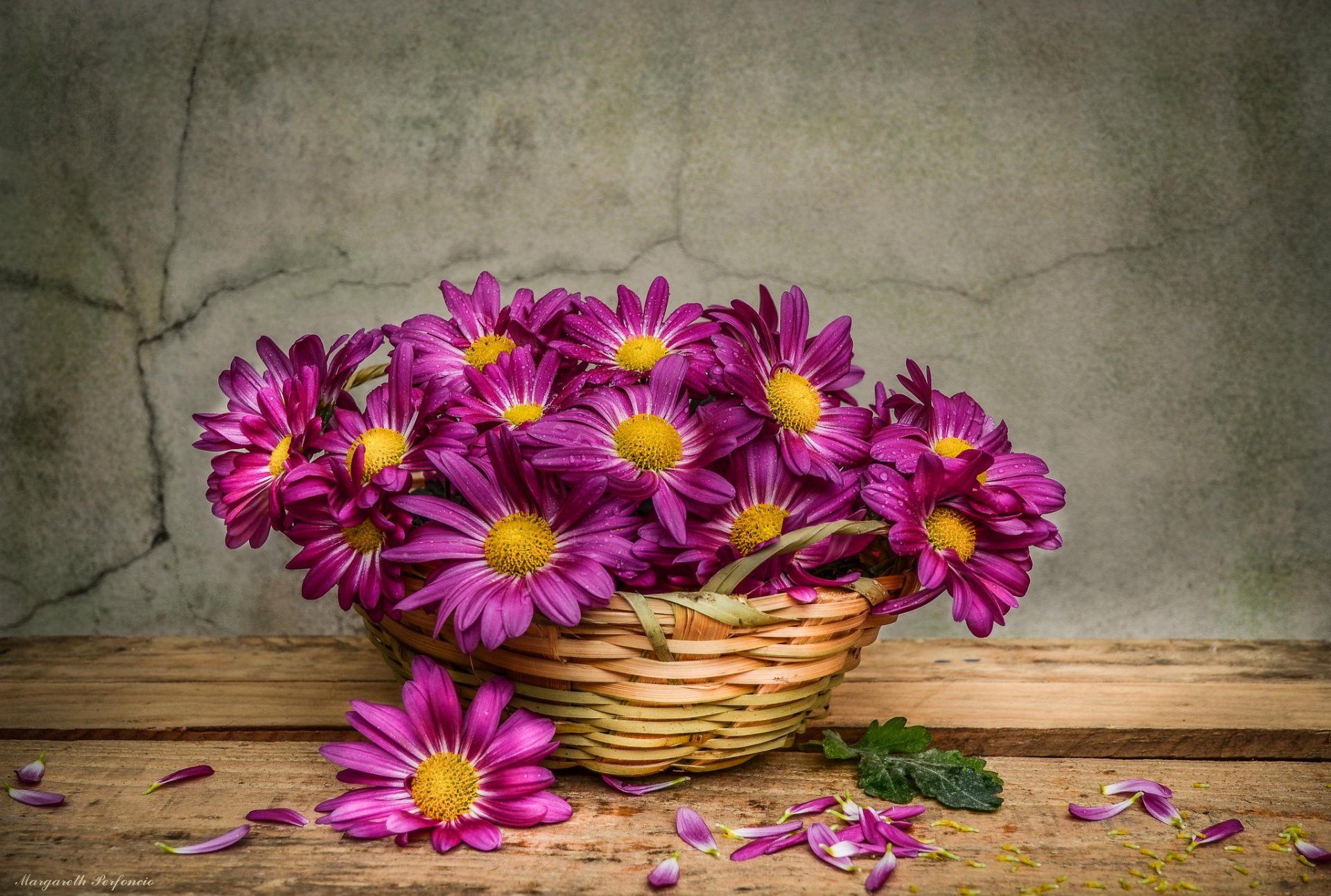 fleurs marguerites nature morte gouttes