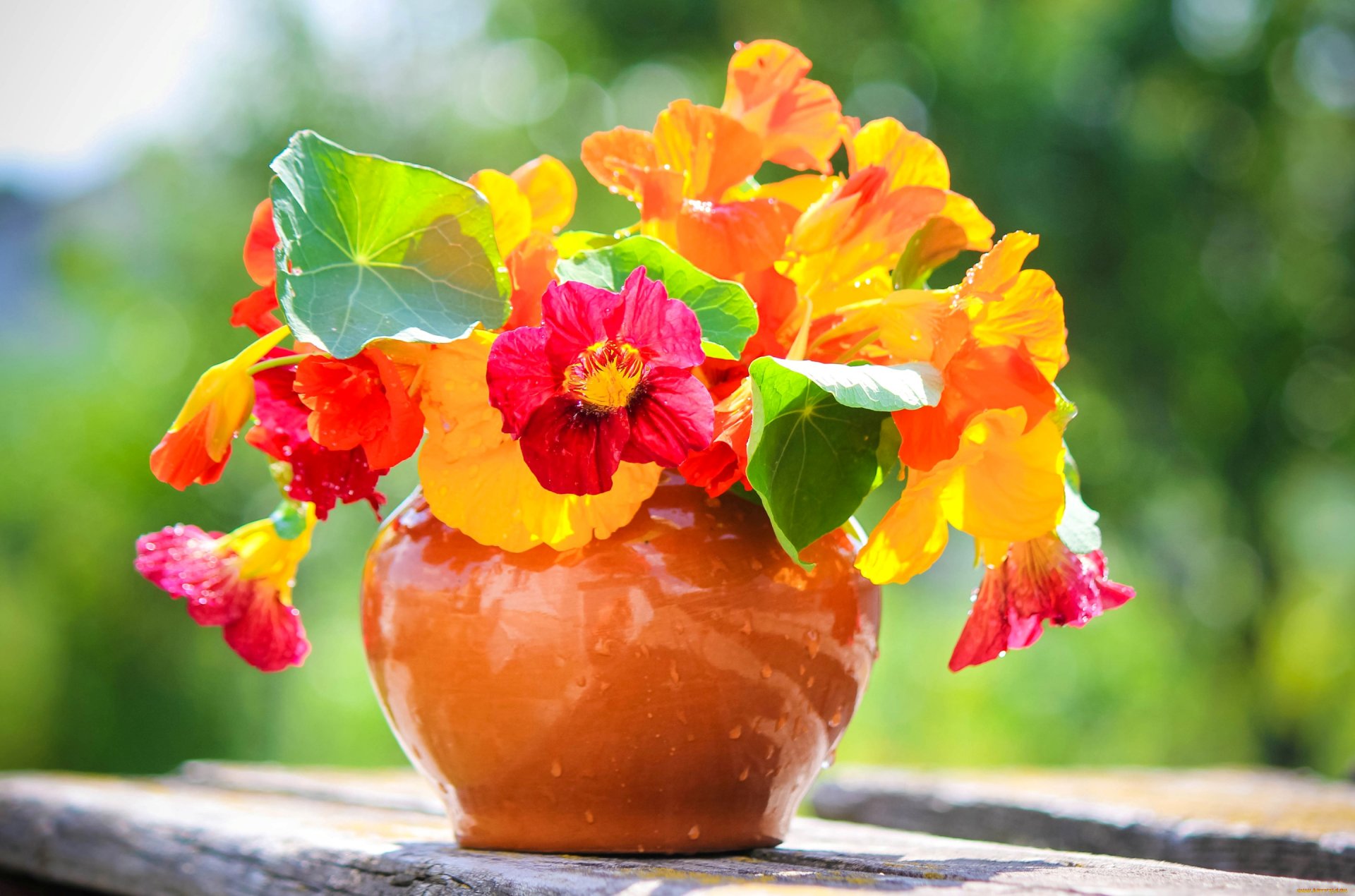 blumenstrauß topf blütenblätter