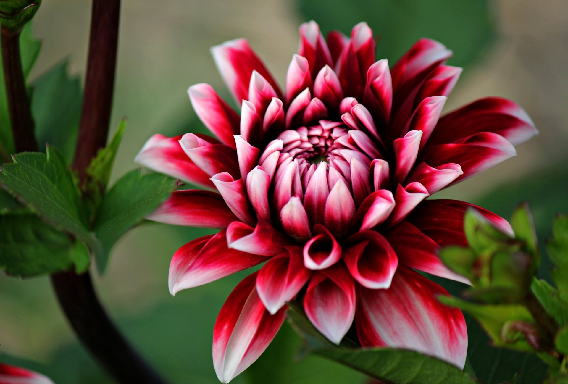 dahlia pétales gros plan