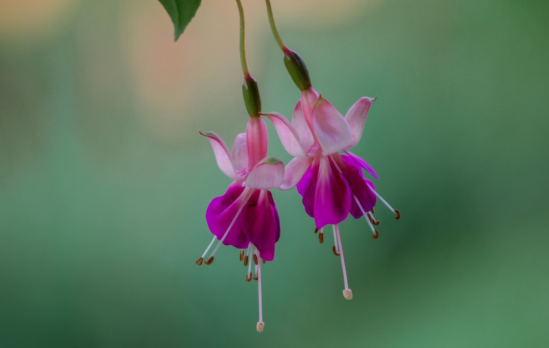 fuchsia flower pink background