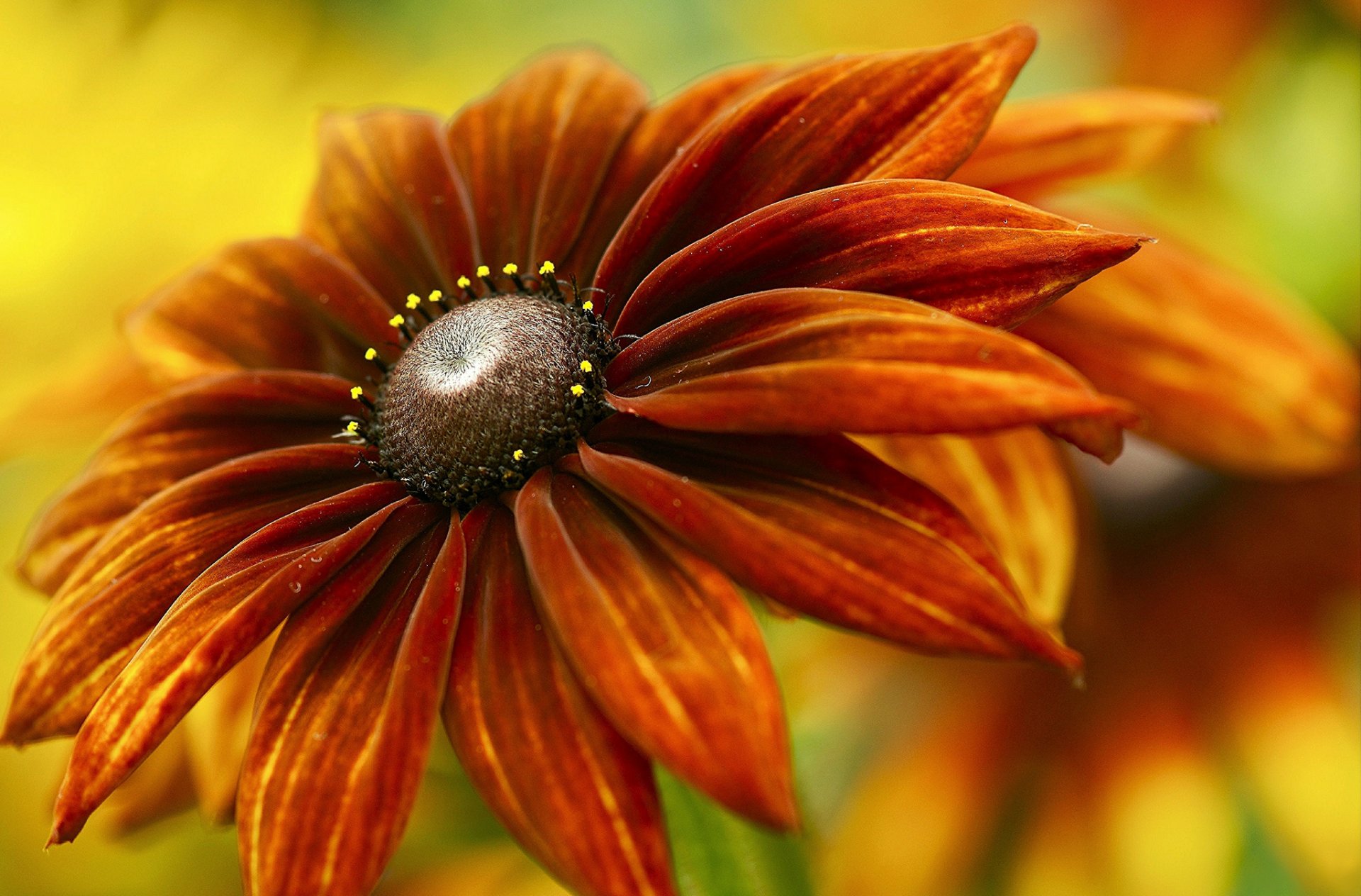 flower red-orange background