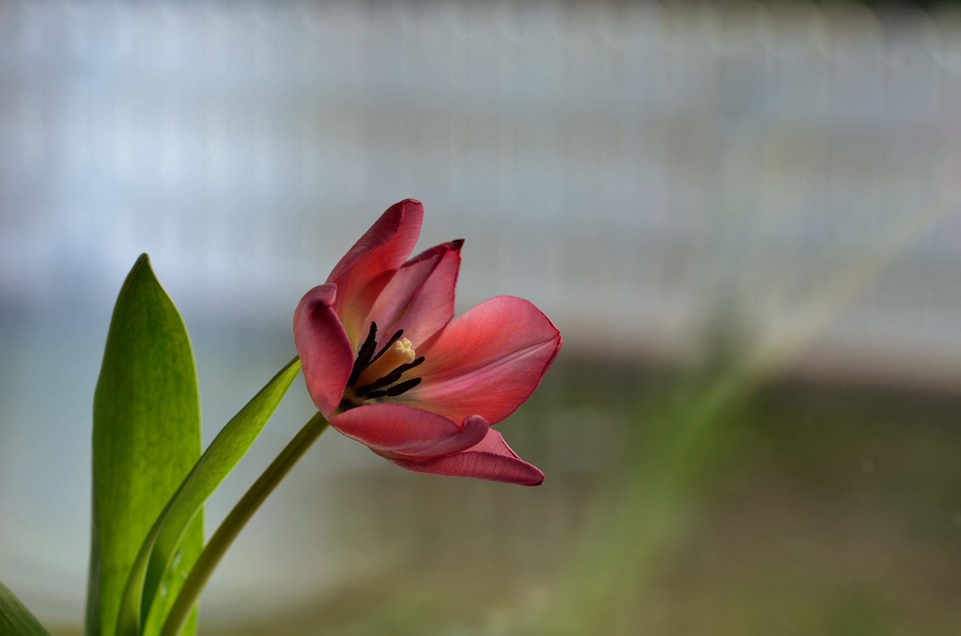 flower red tulip background