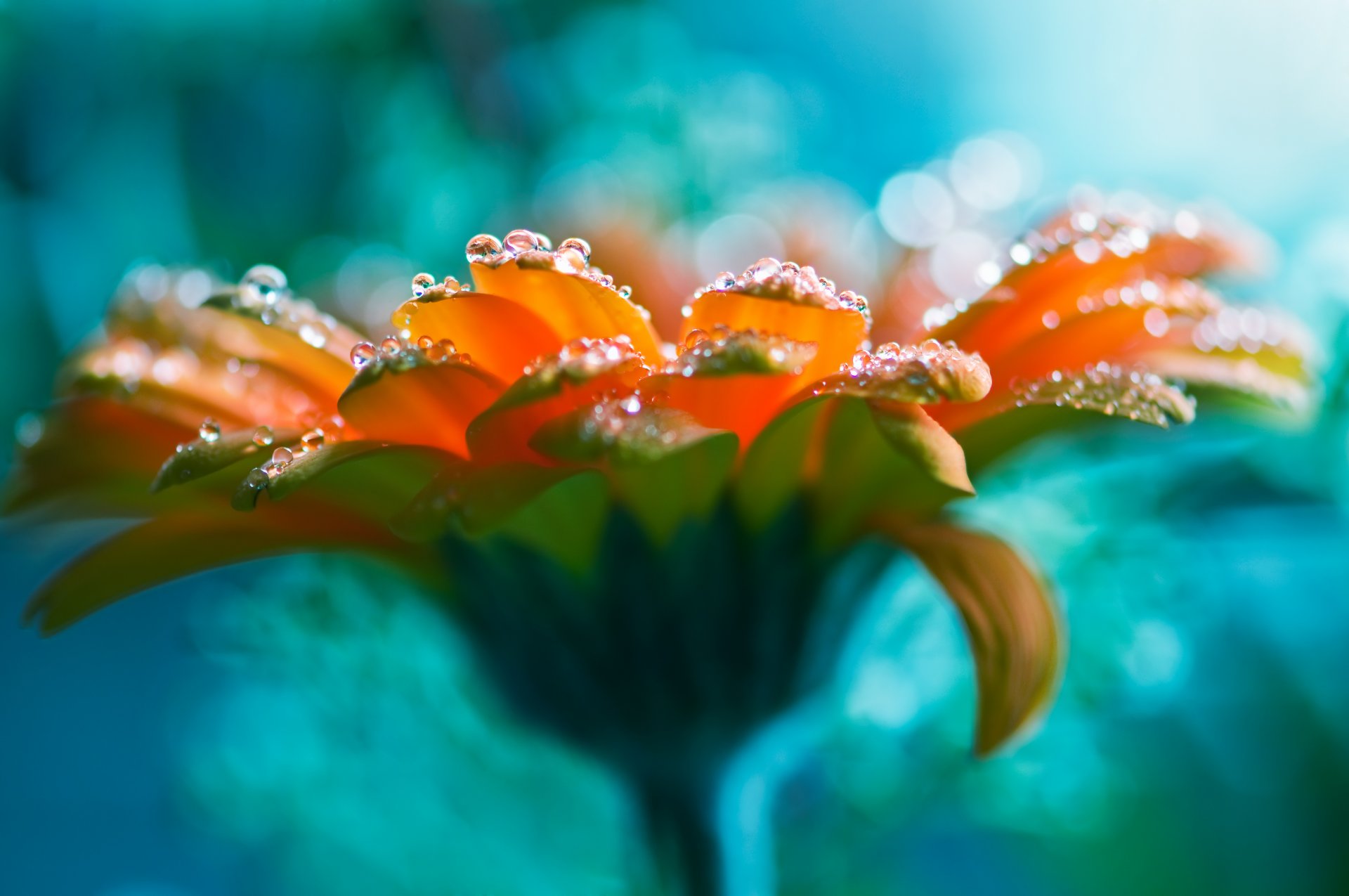 klare blume stieg wassertropfen rose schön