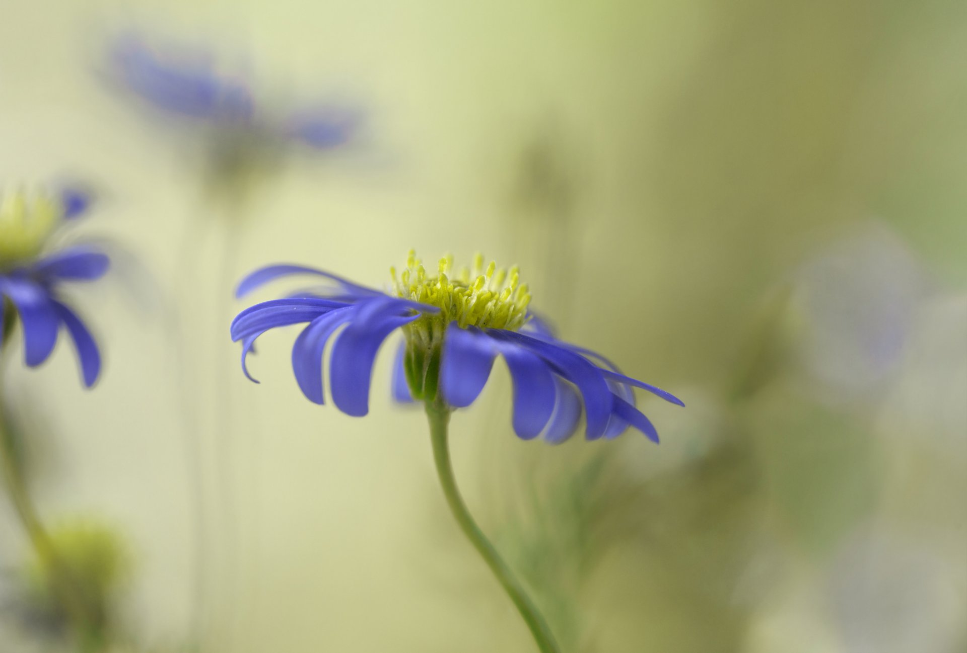 flower purple background blur