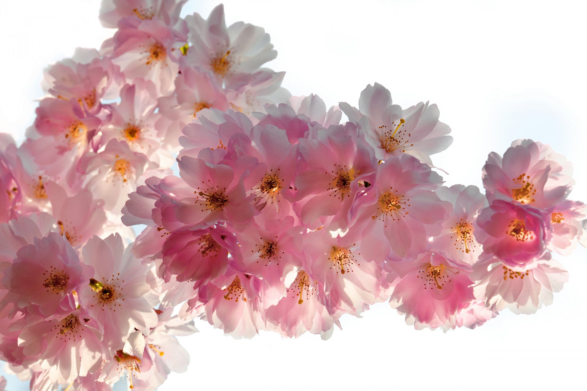 printemps fleurs cerise sakura concours rose blanc pétales beauté printemps floraison tendre rose bourgeons branches macro