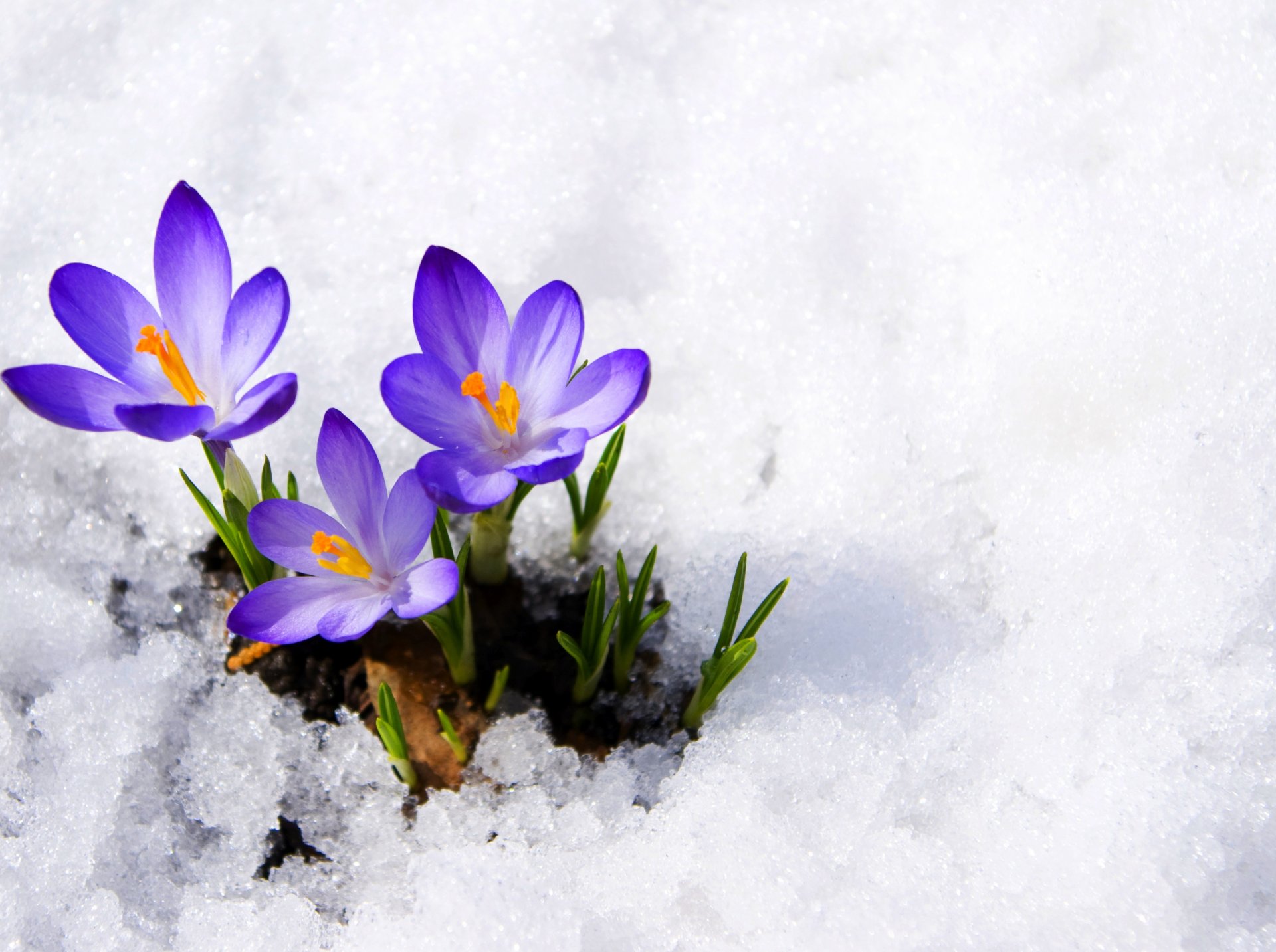 croco boccioli viola primula neve primavera fiori macro crocus viola primula primavera macro