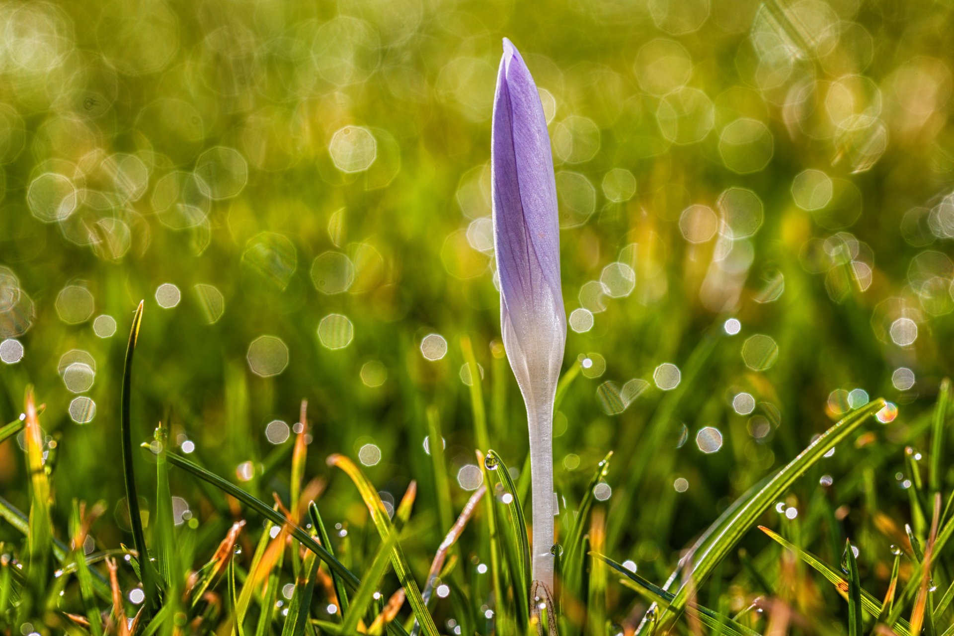 crocus purple flower grass drops reflections spring nature