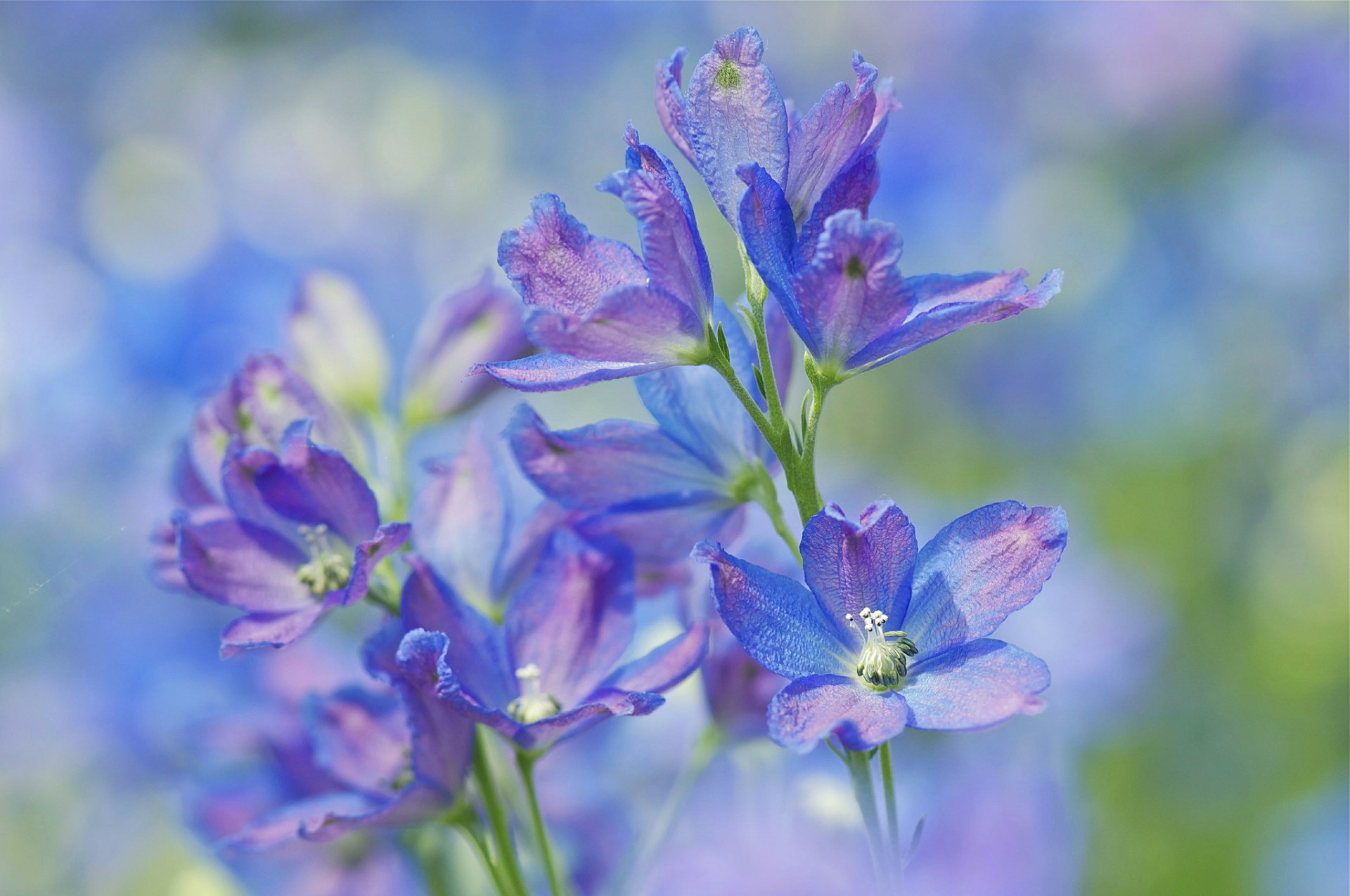 flower pink and blue background