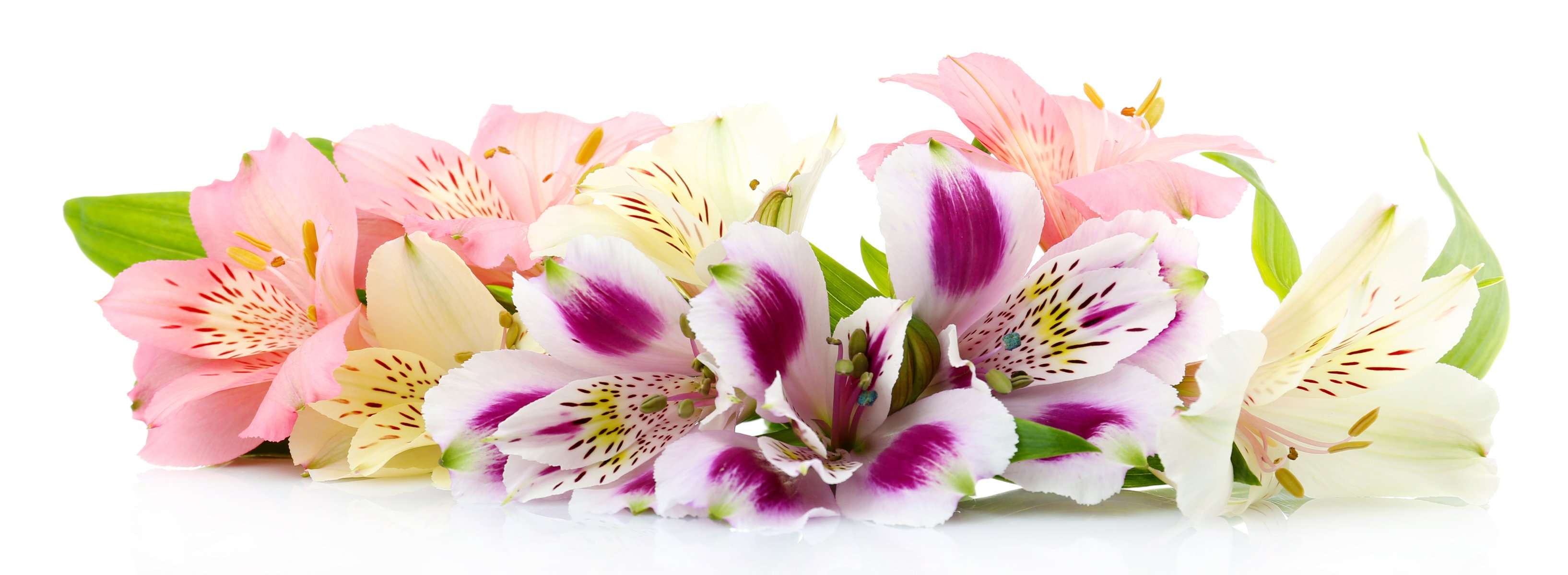 fond blanc fleurs alstroemeria