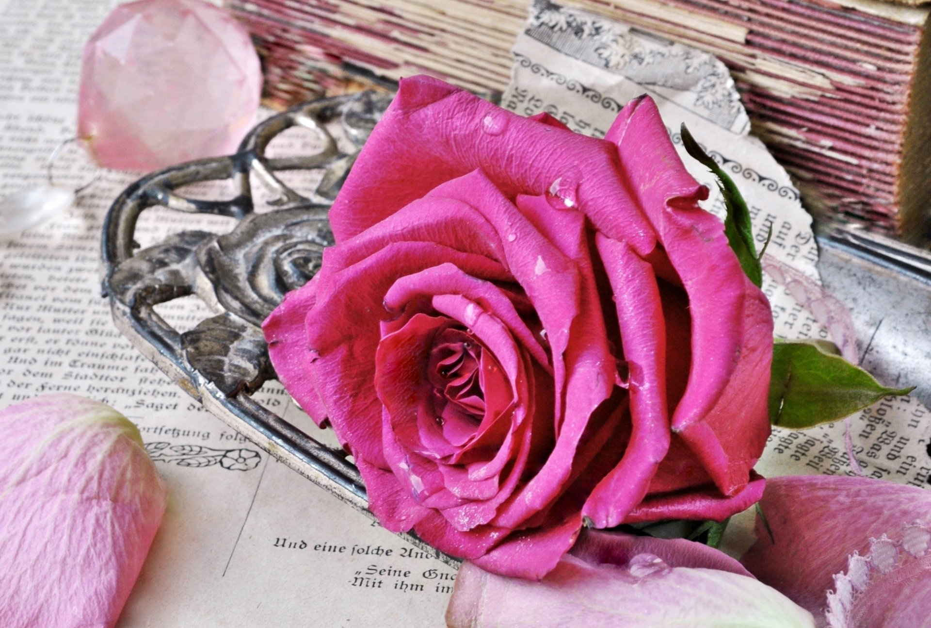 rose rose bourgeon vintage style livres vieux page pétales