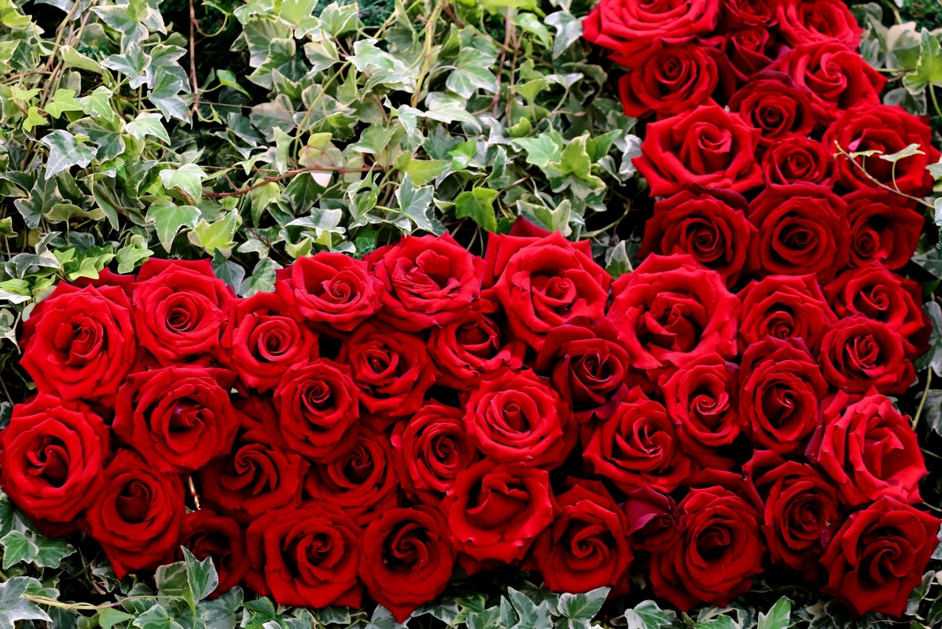 rosas brotes hojas