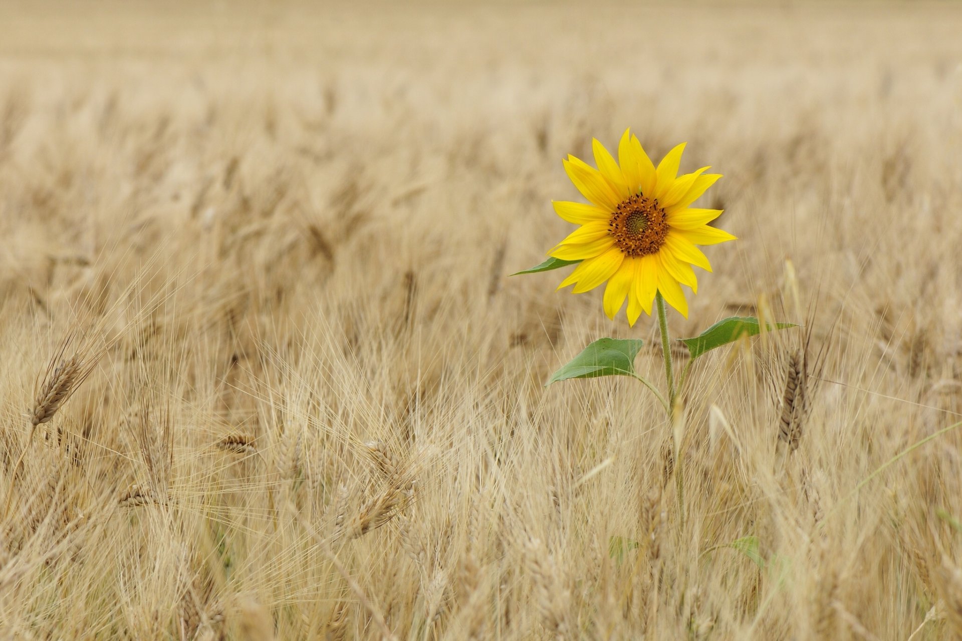 unflower the field ear