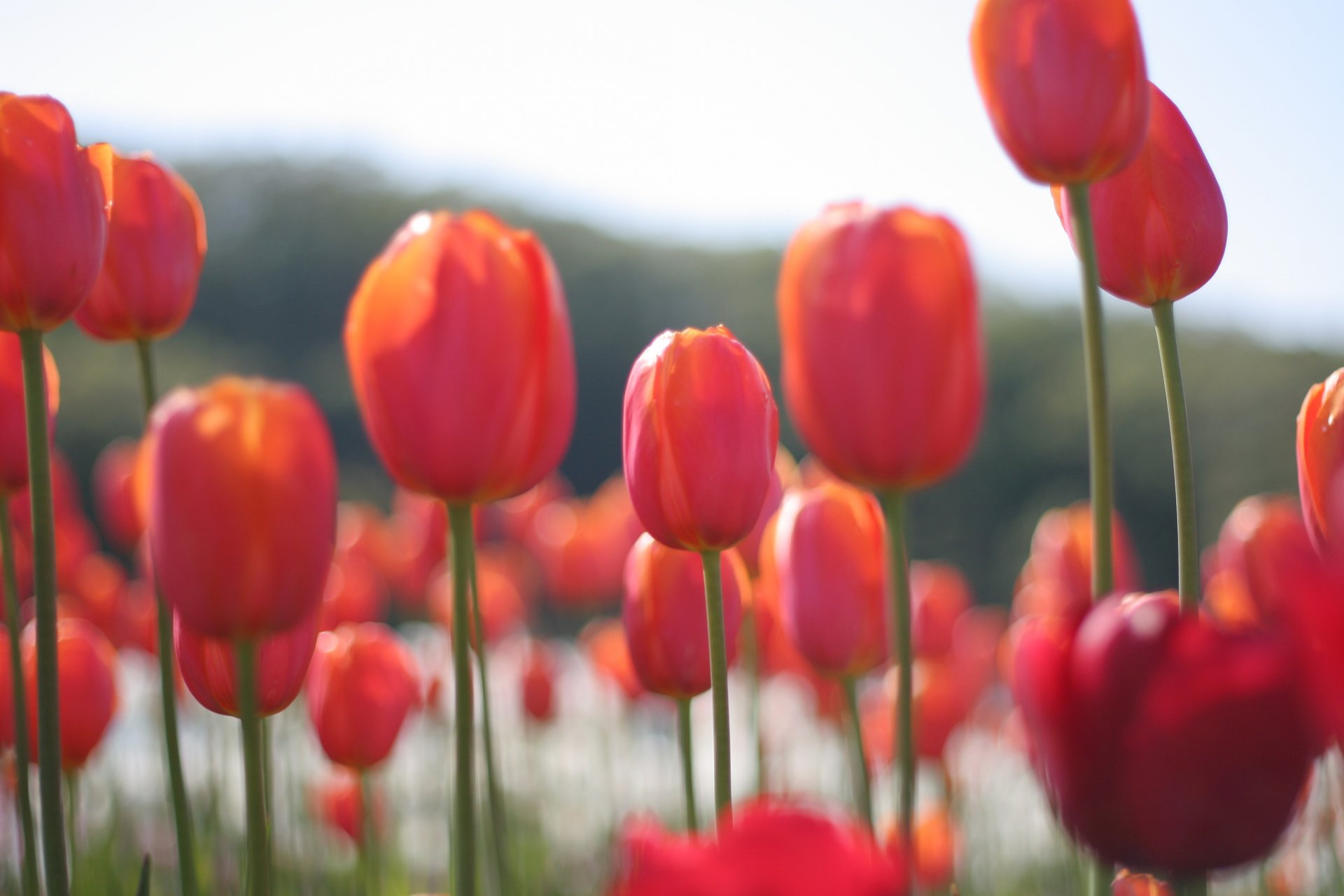 tulipany czerwone płatki kwiaty pole rozmycie